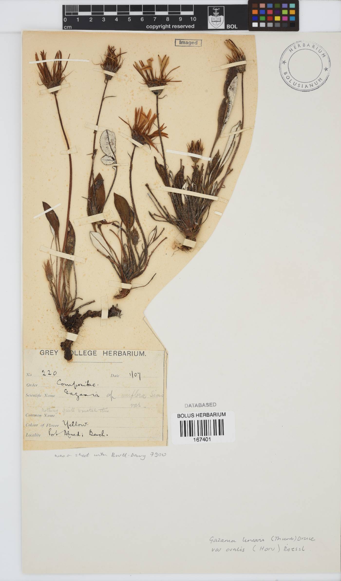 Gazania linearis var. ovalis image