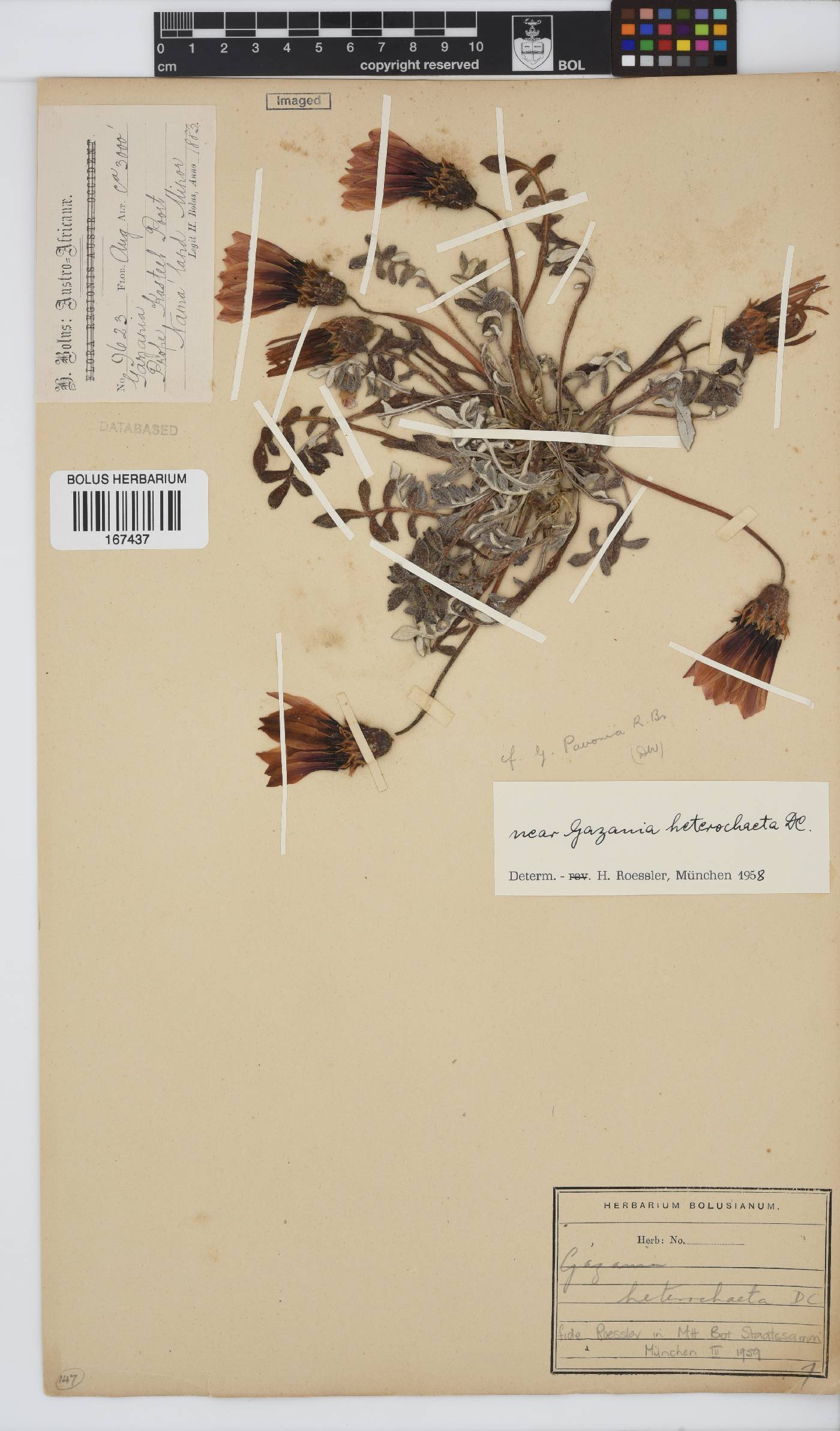 Gazania heterochaeta image