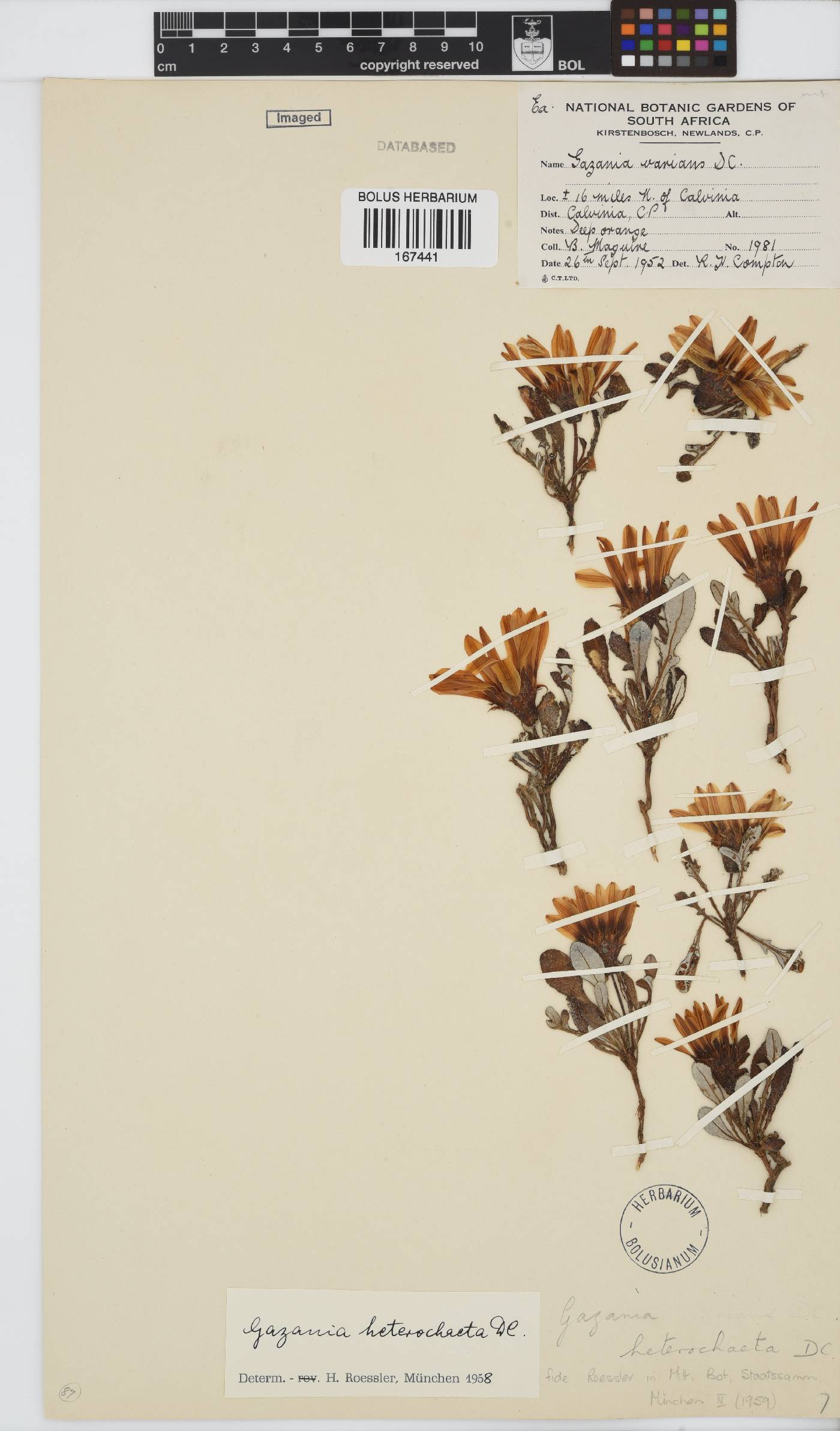 Gazania heterochaeta image