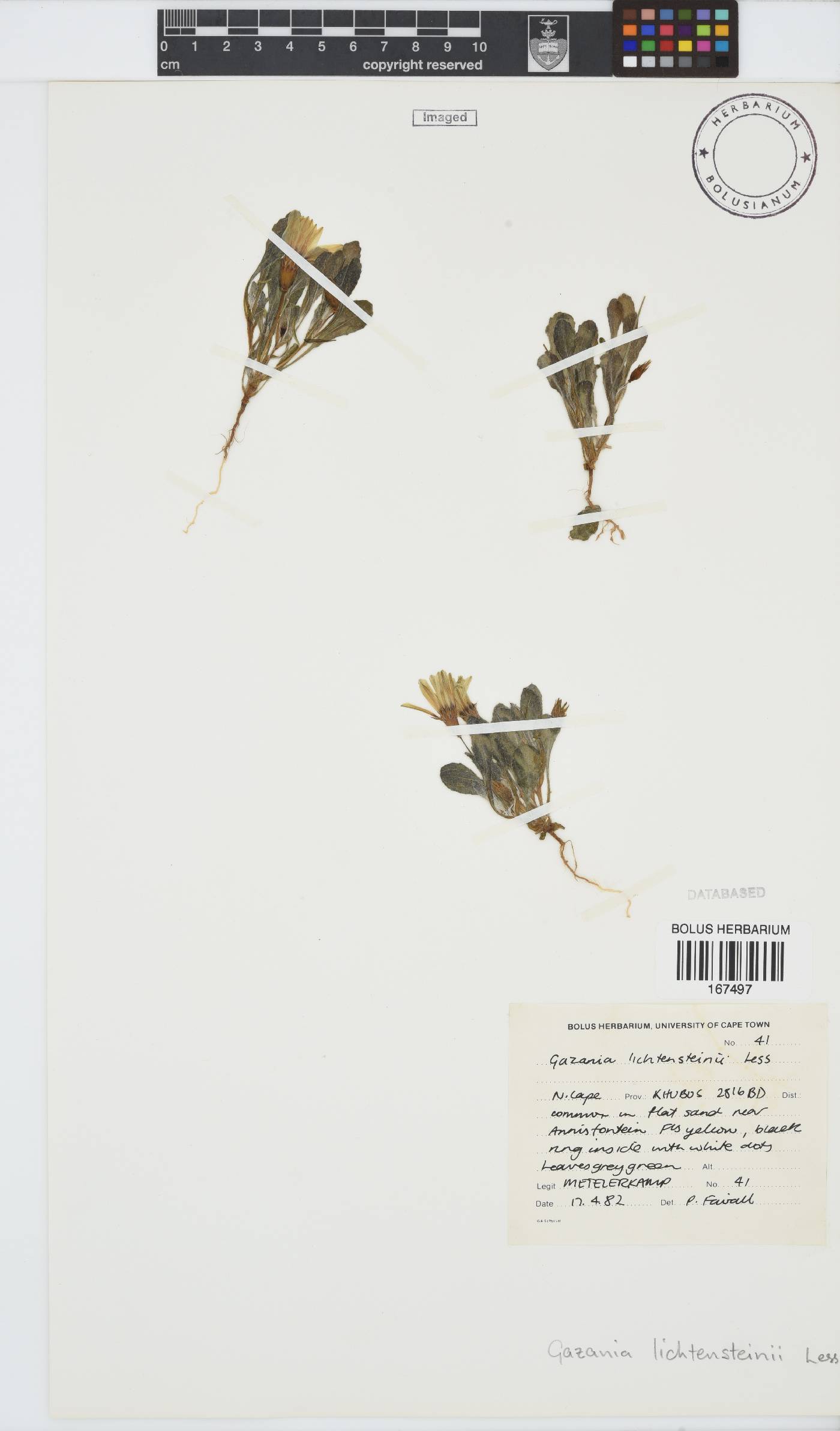 Gazania lichtensteinii image