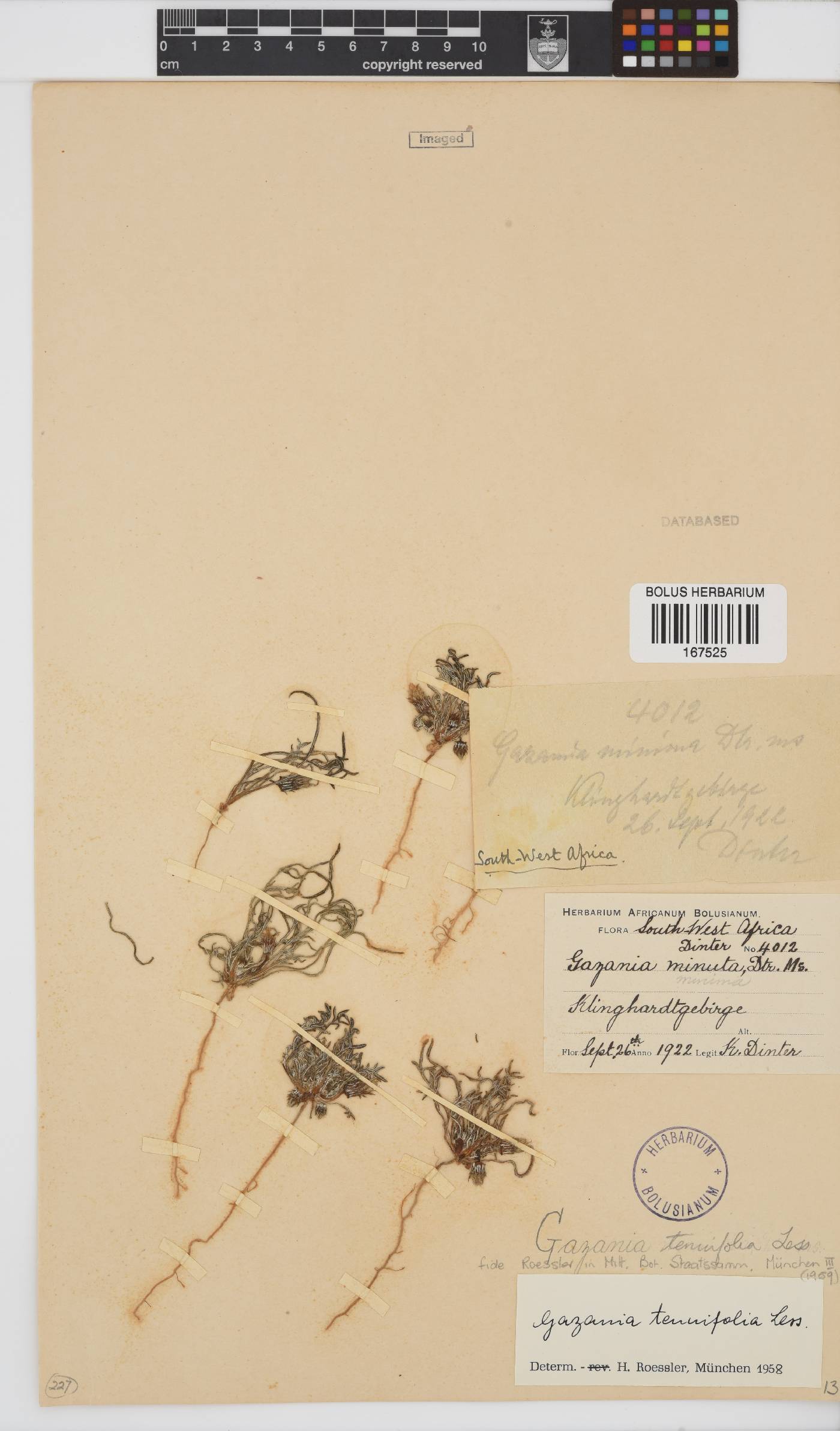 Gazania tenuifolia image