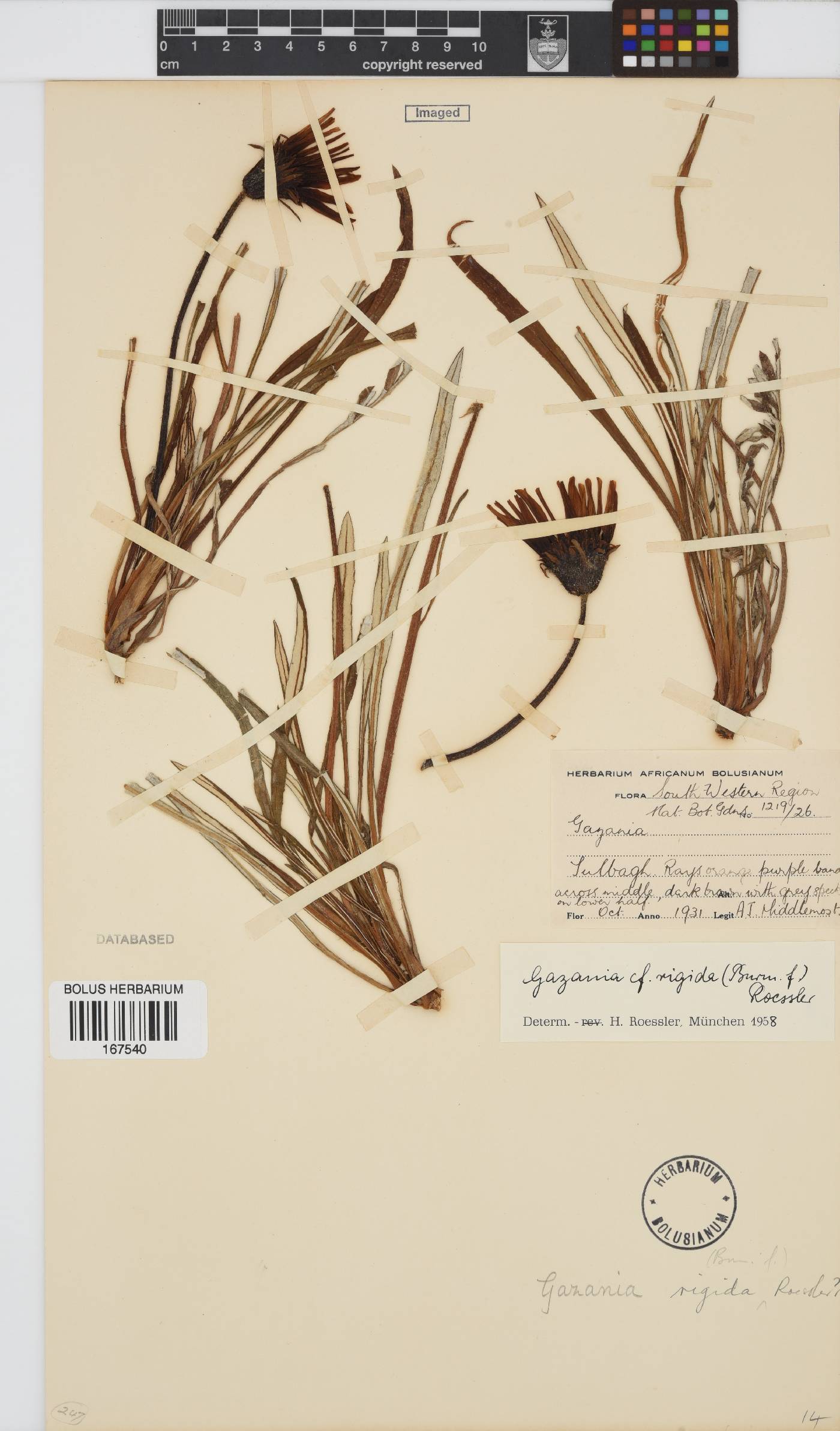 Gazania rigida image