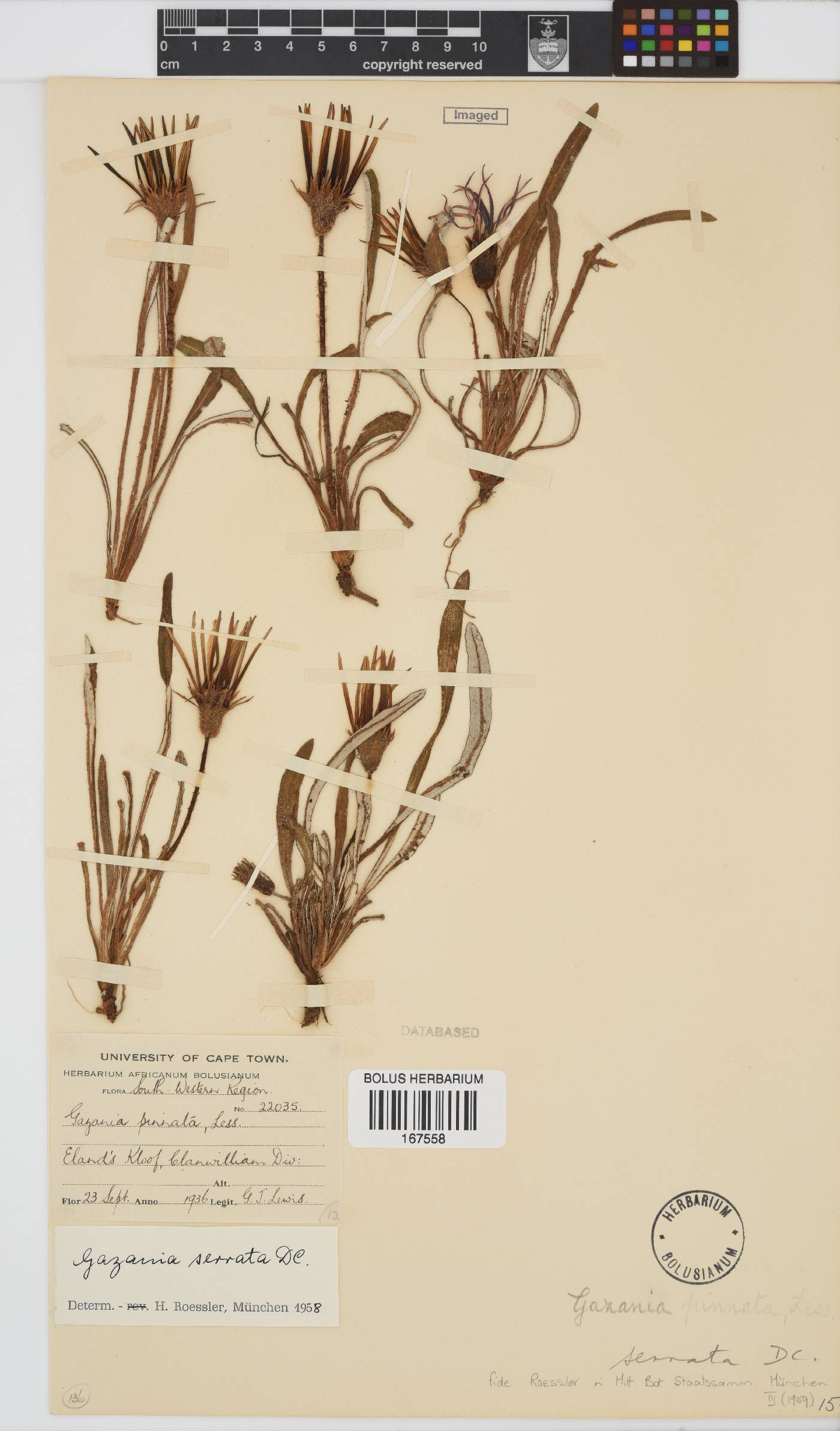 Gazania serrata image