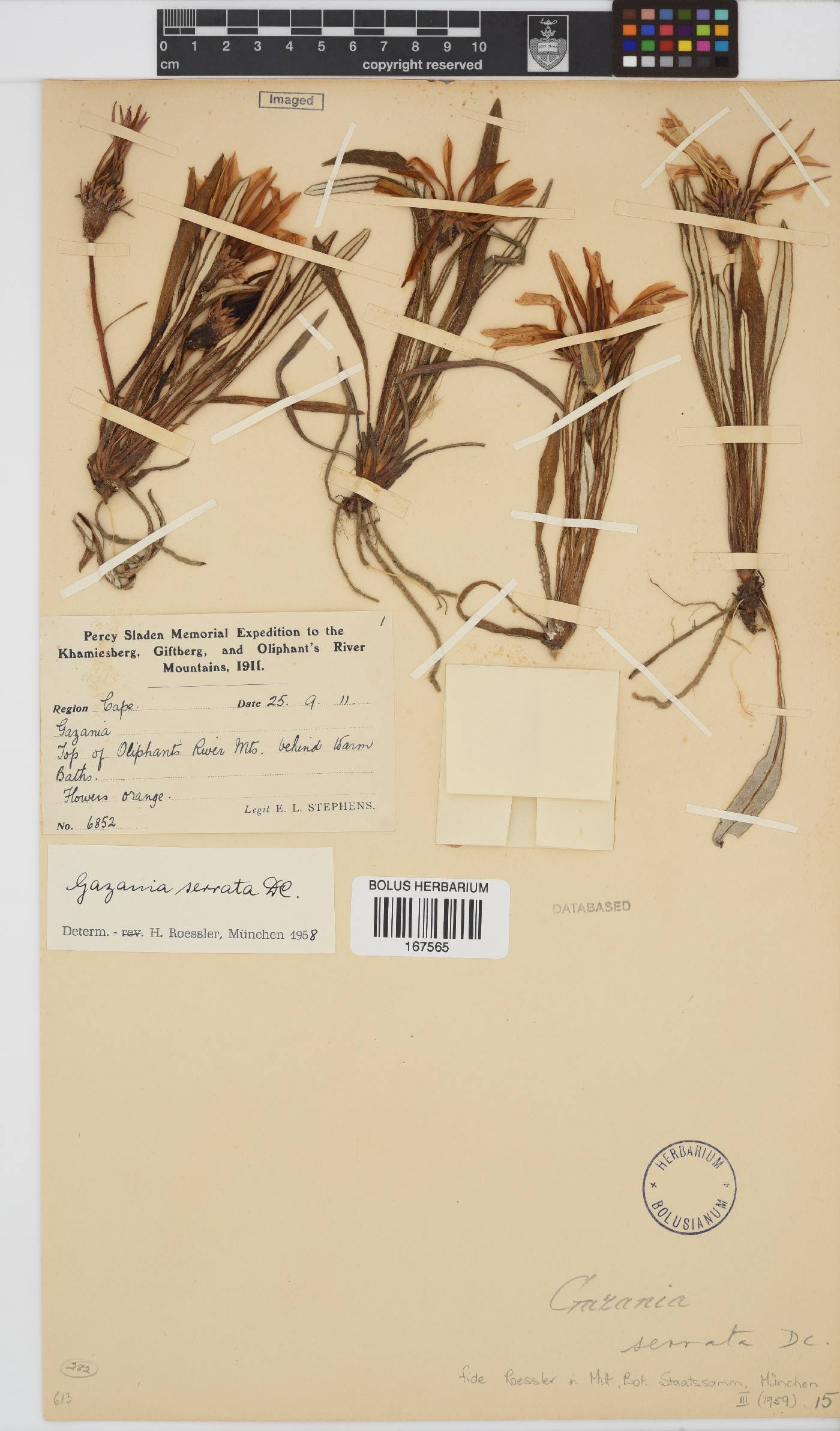 Gazania serrata image