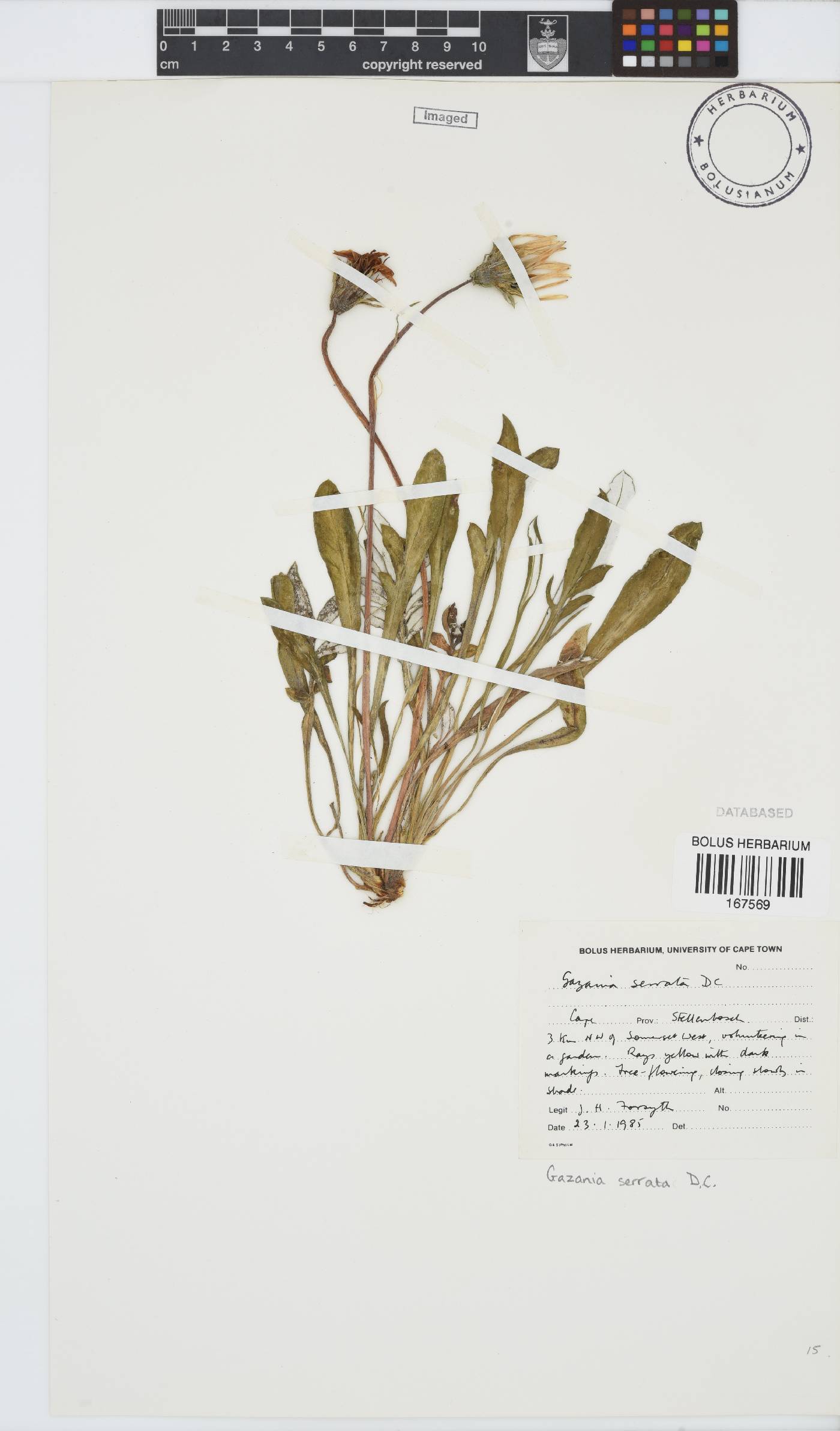 Gazania serrata image