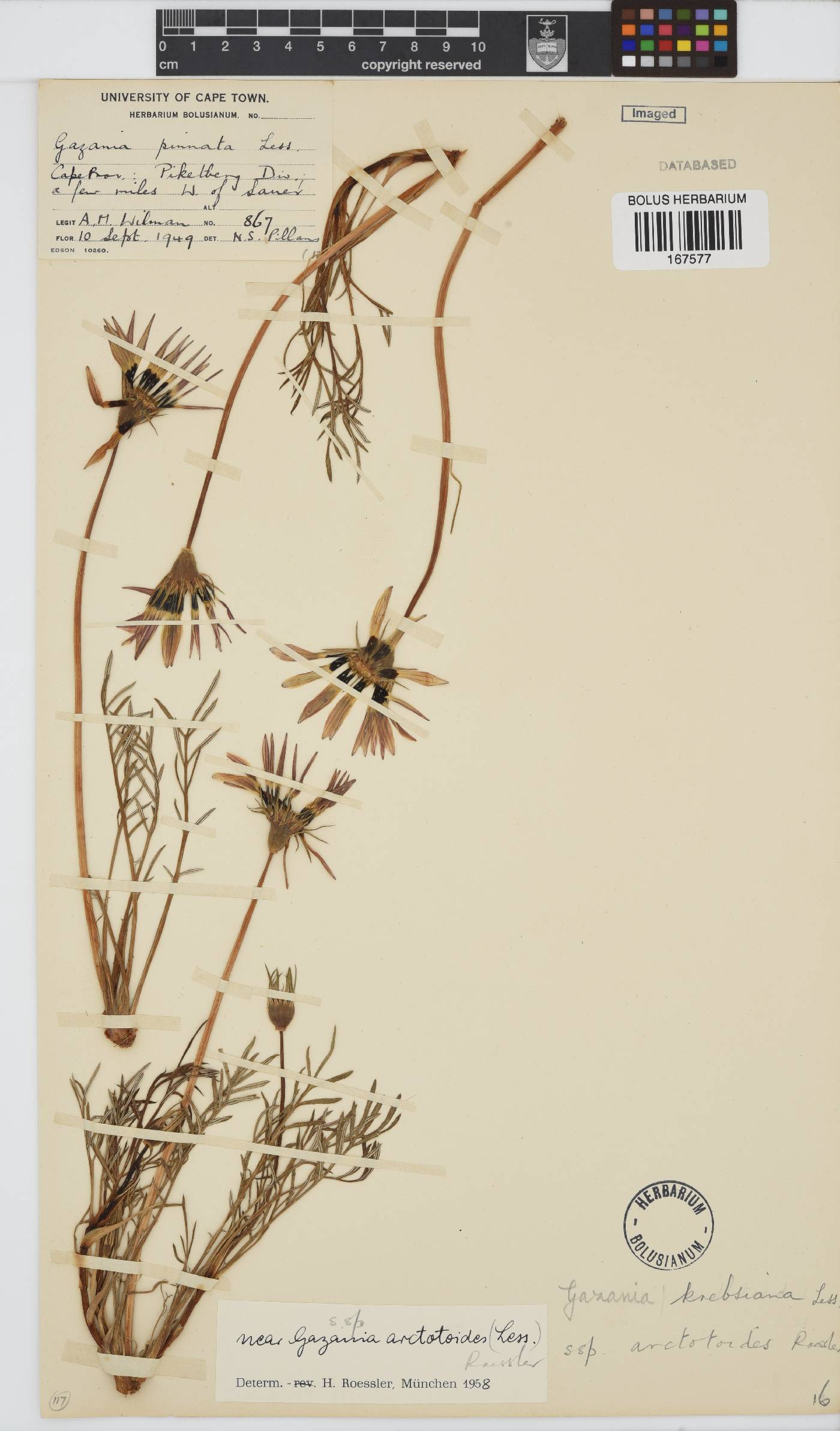 Gazania krebsiana subsp. arctotoides image