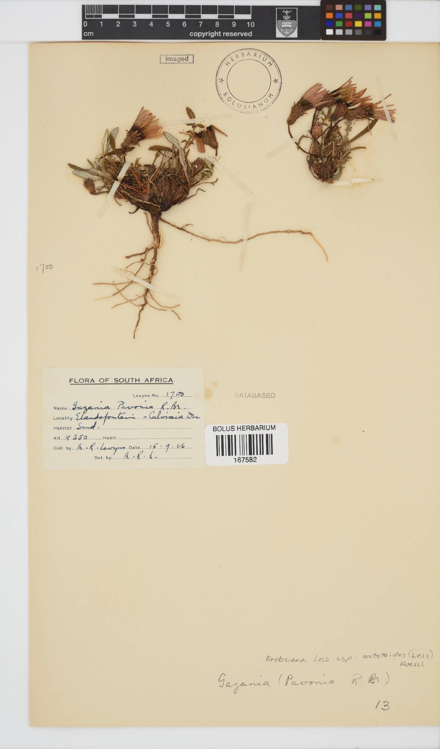 Gazania krebsiana subsp. arctotoides image