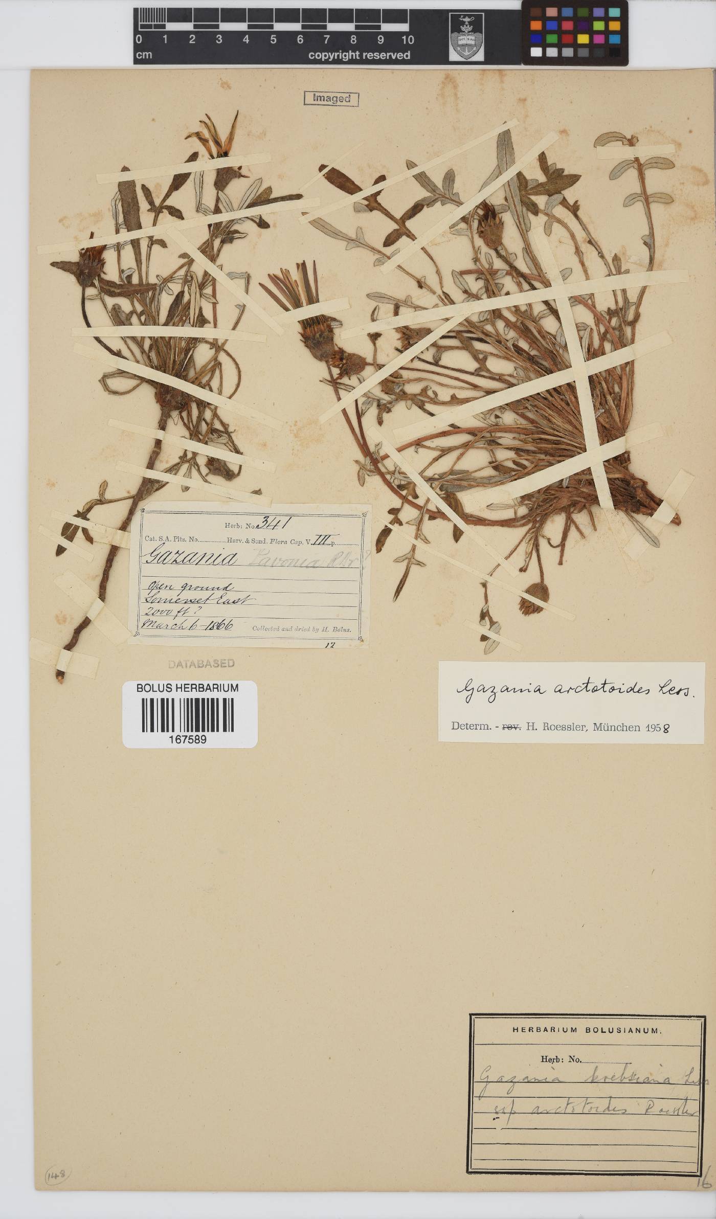 Gazania krebsiana subsp. arctotoides image