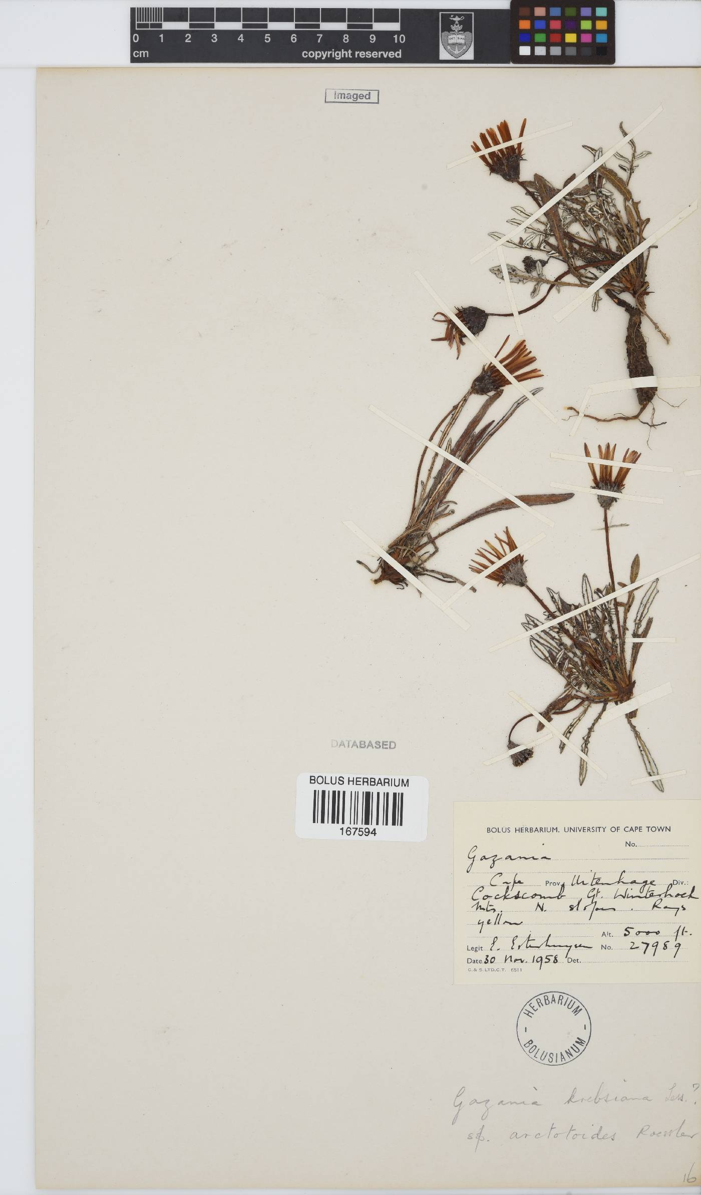 Gazania krebsiana subsp. arctotoides image