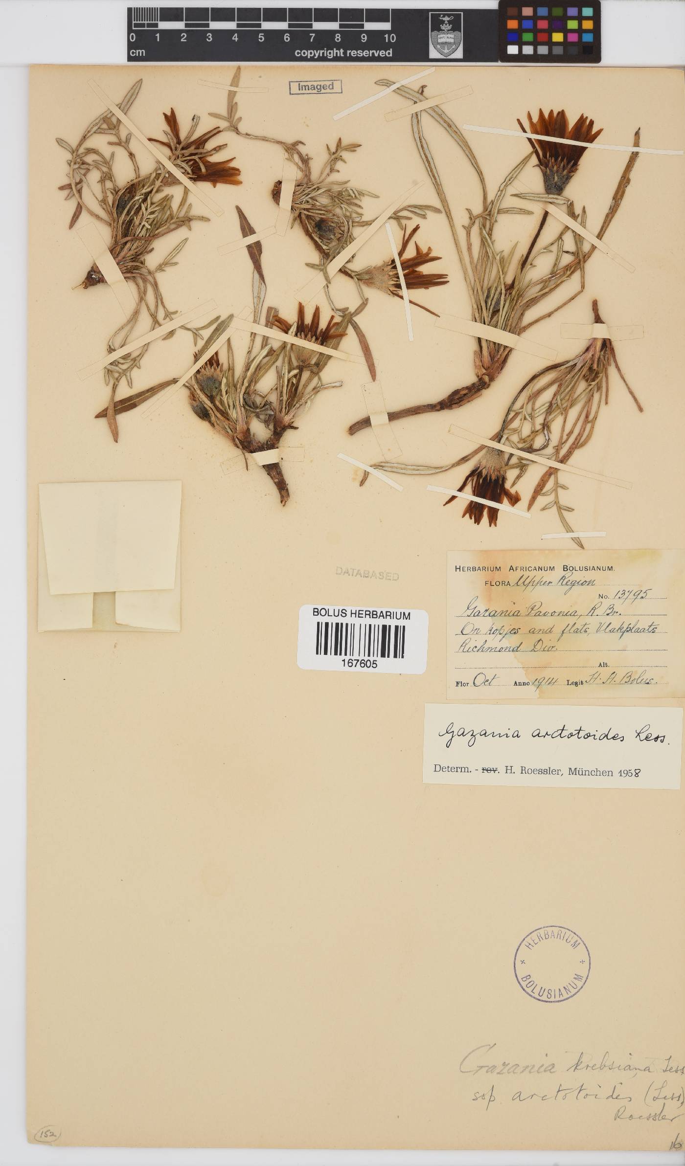 Gazania krebsiana subsp. arctotoides image