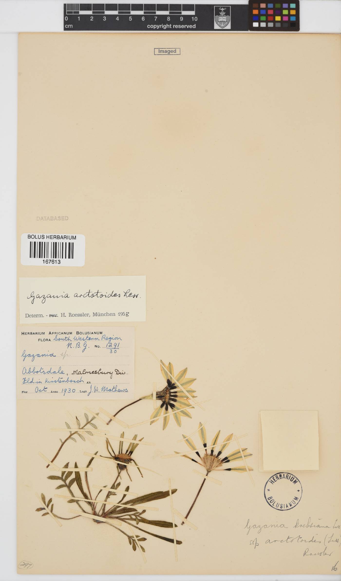 Gazania krebsiana subsp. arctotoides image