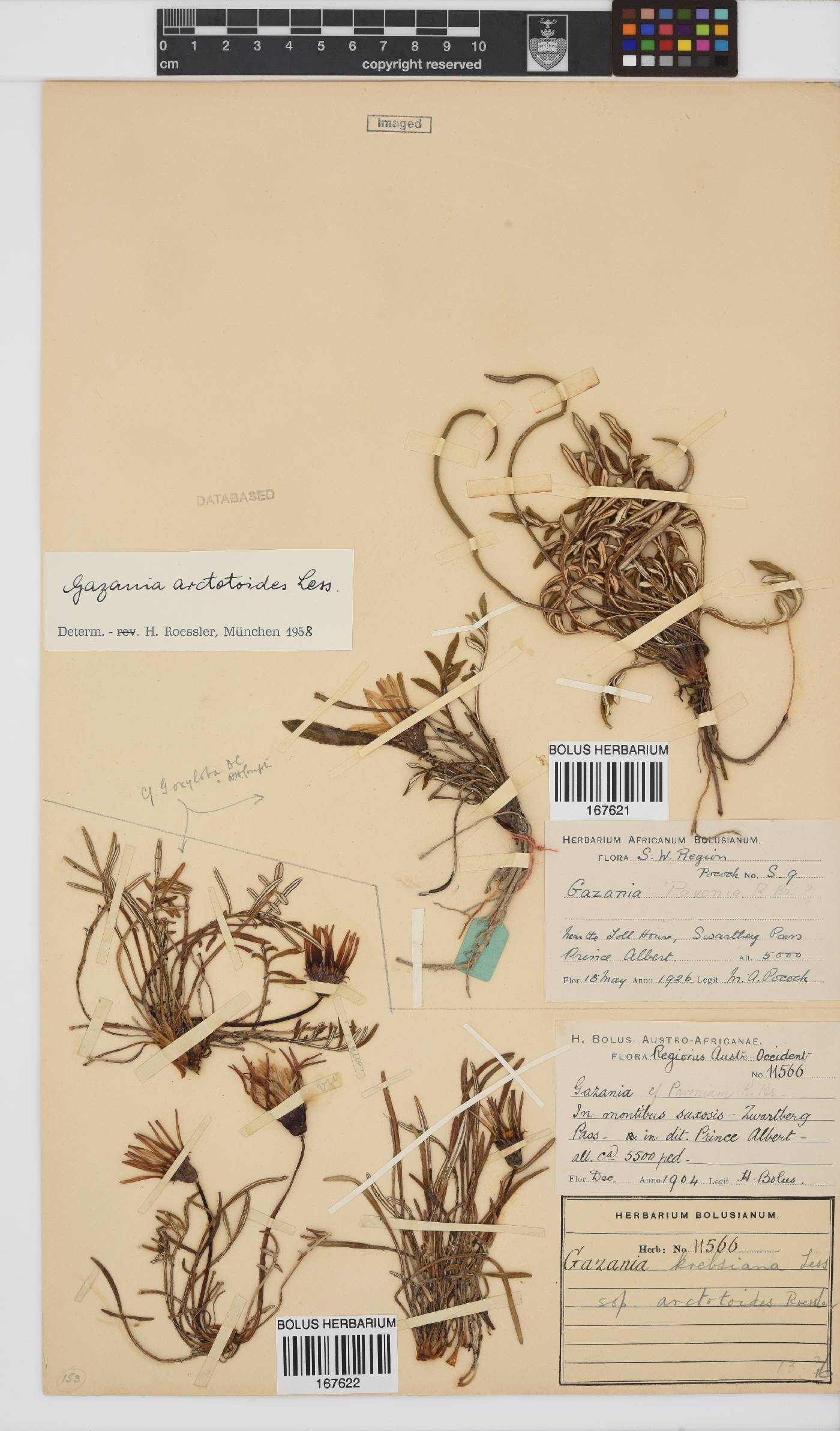Gazania krebsiana subsp. arctotoides image