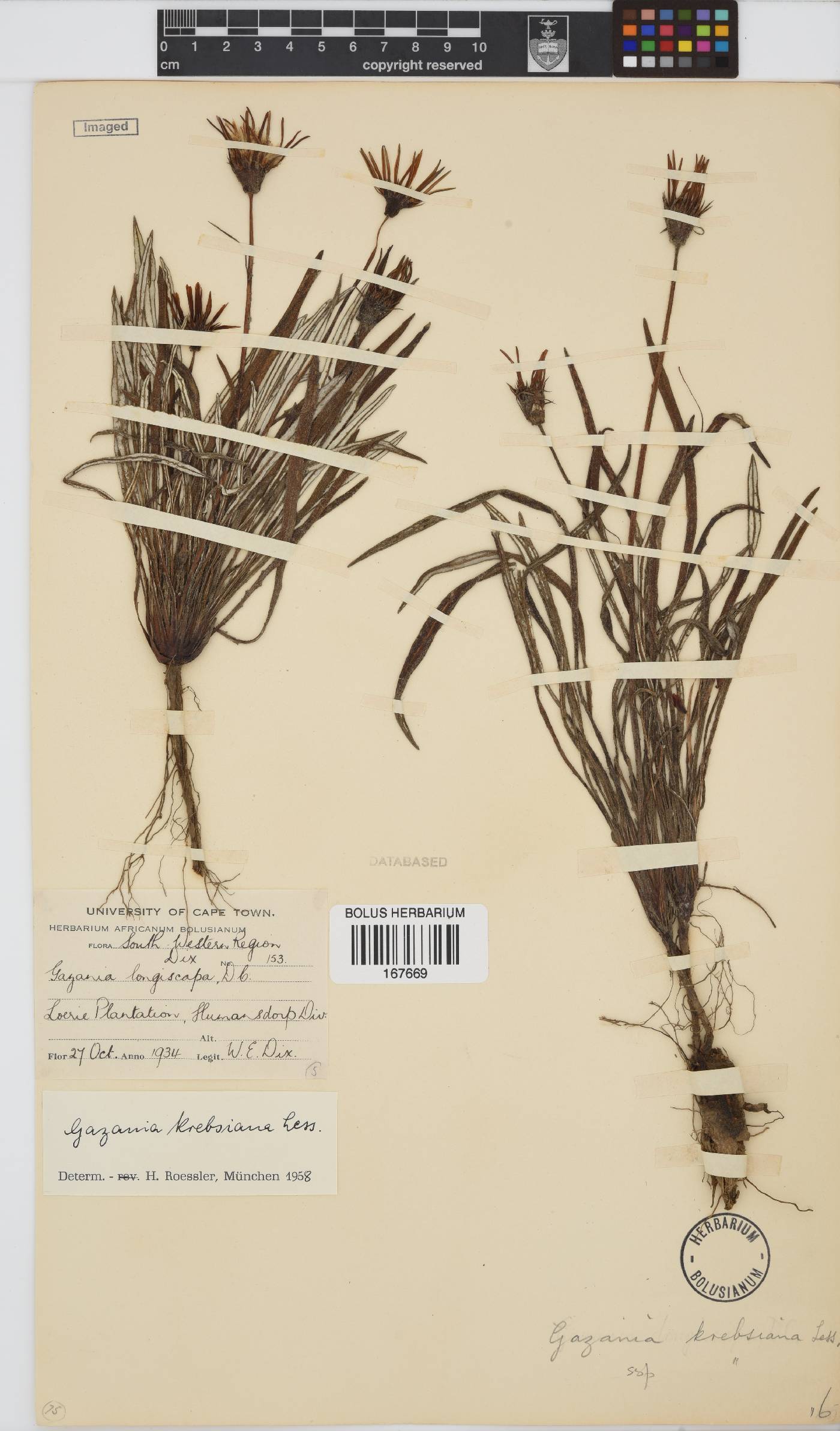 Gazania krebsiana image