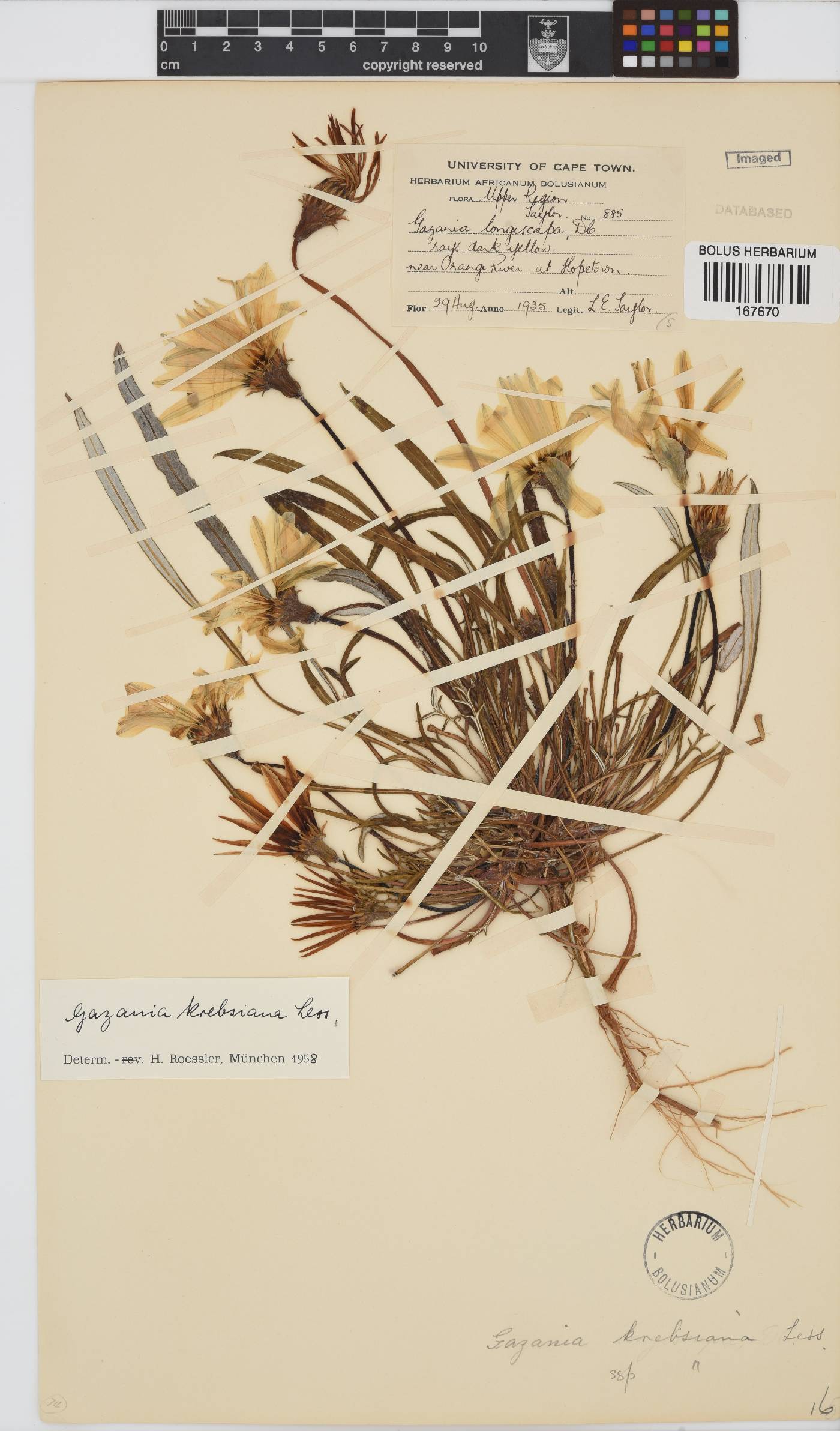 Gazania krebsiana image