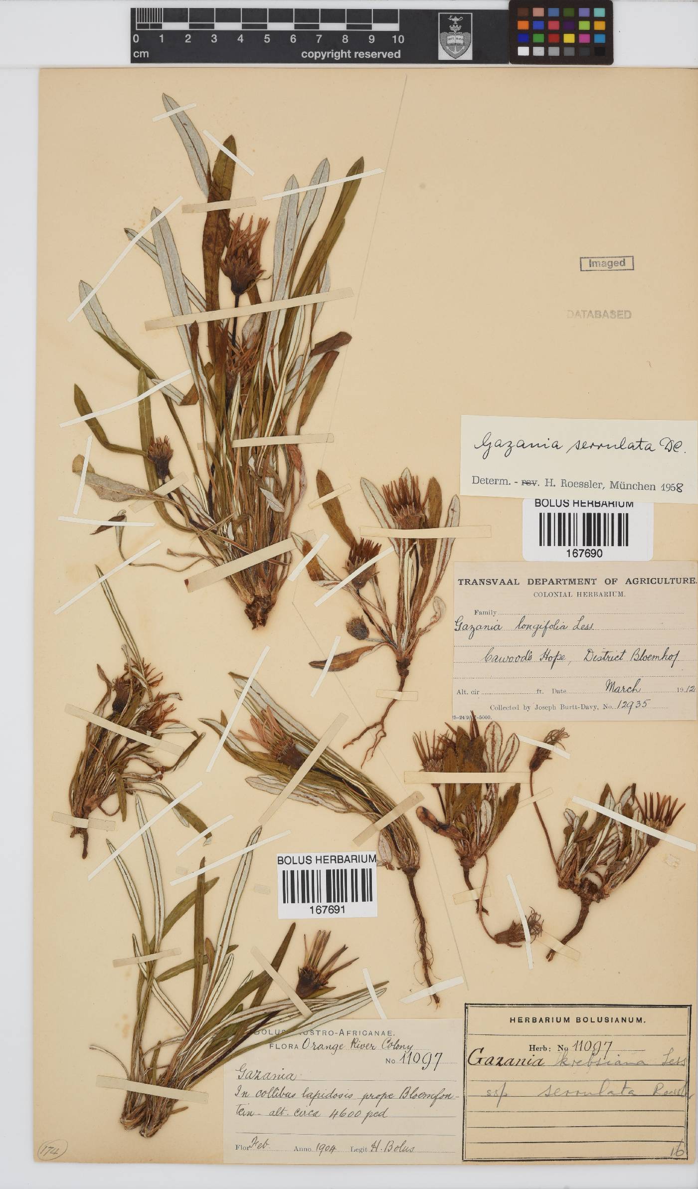 Gazania image