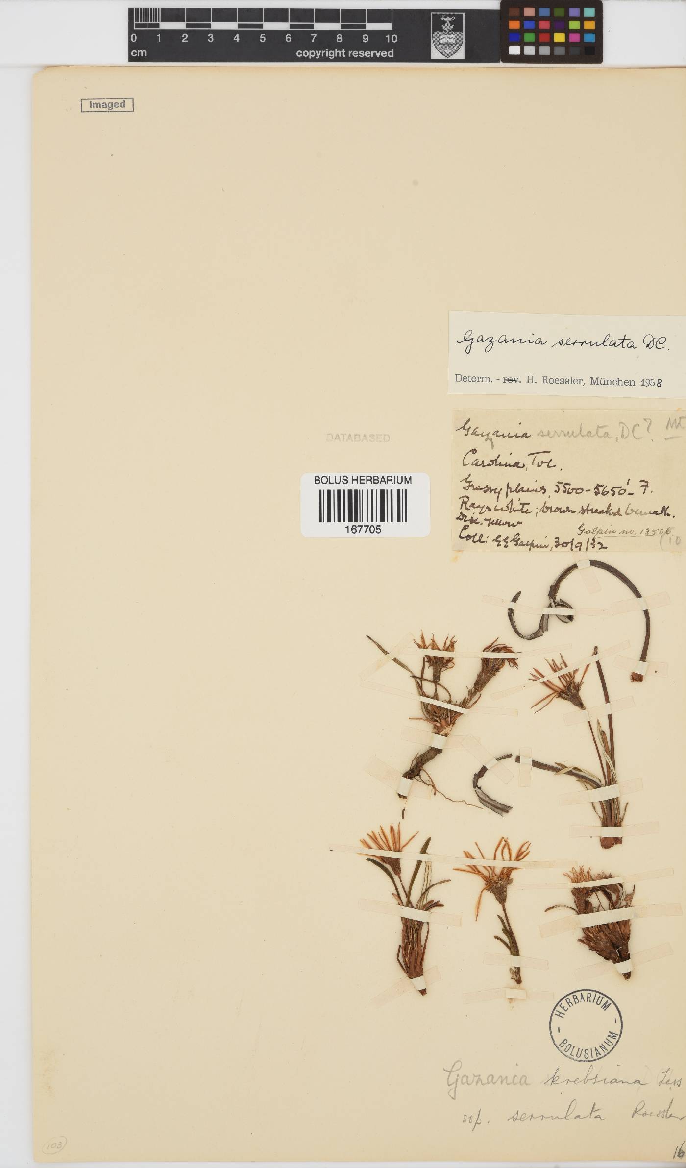 Gazania krebsiana subsp. serrulata image