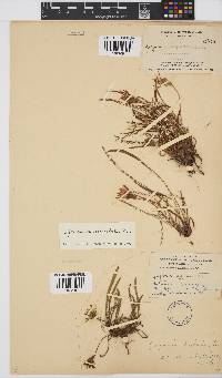 Gazania krebsiana subsp. serrulata image