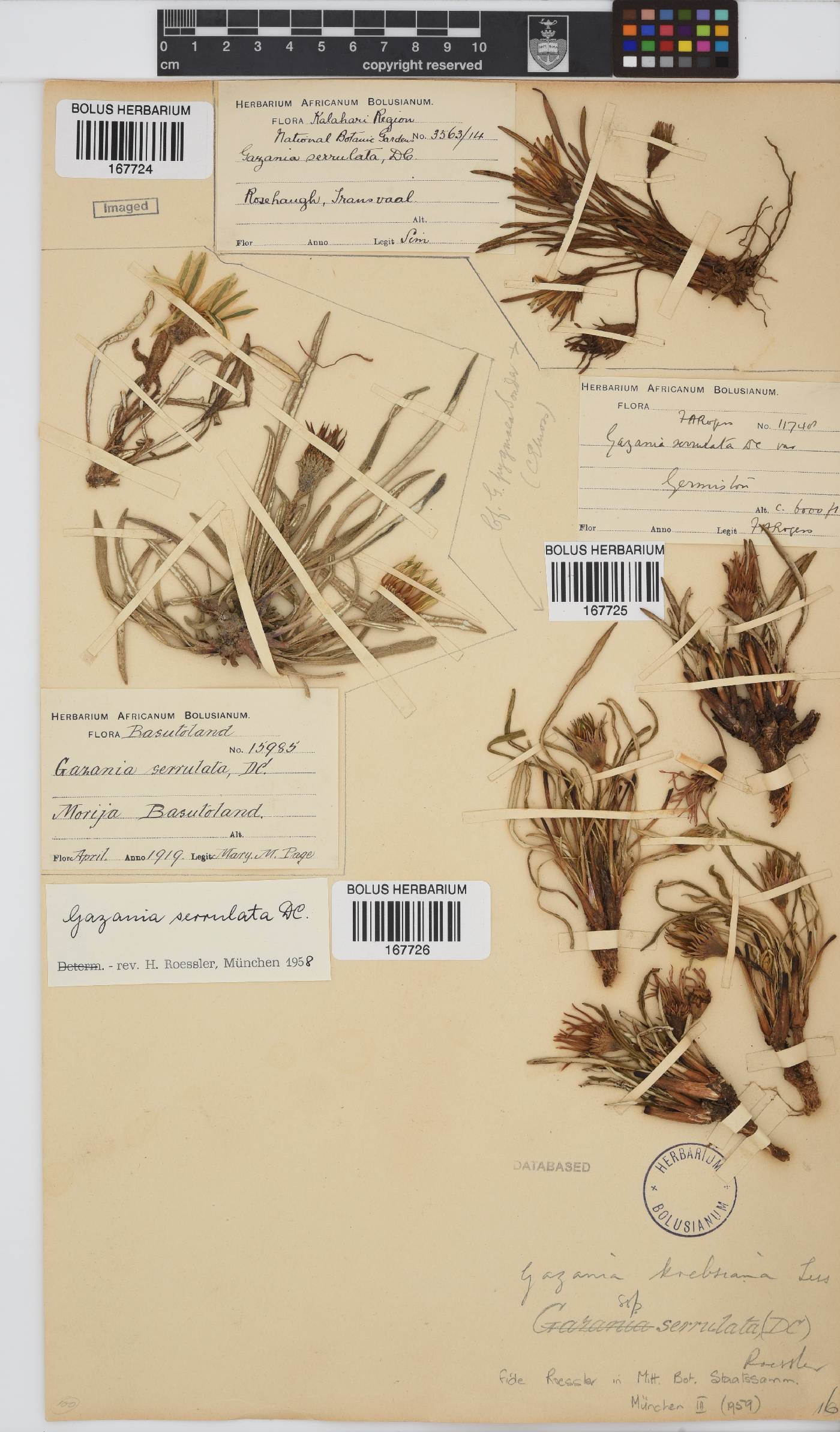 Gazania krebsiana subsp. serrulata image