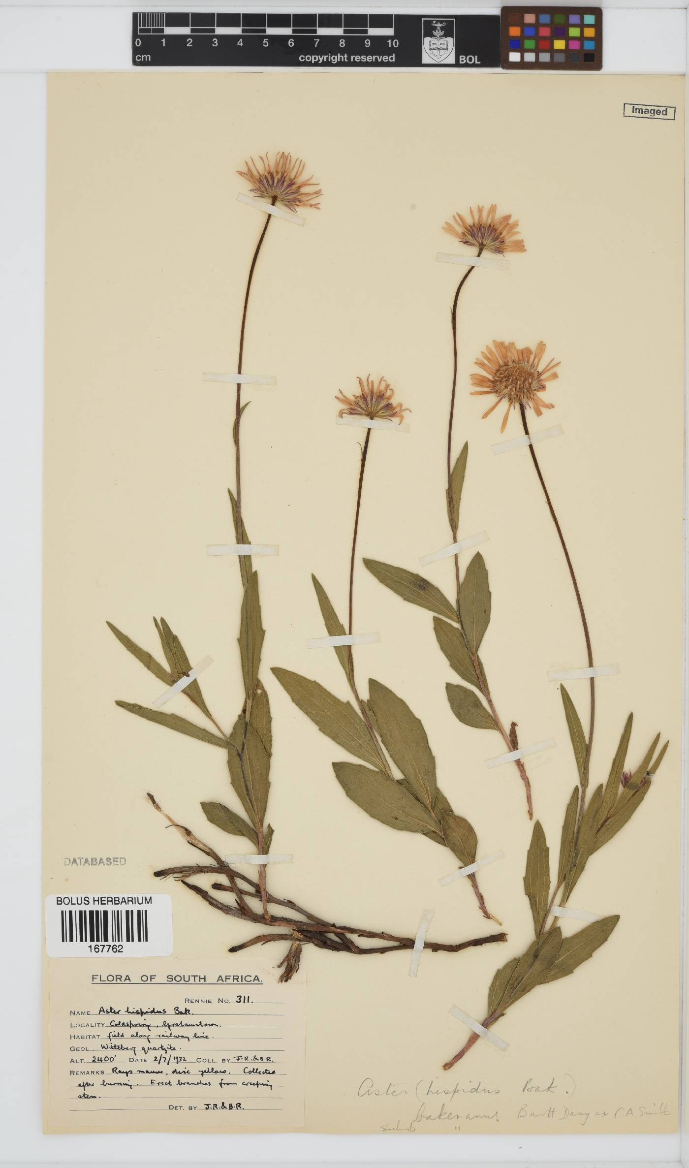 Afroaster hispidus image