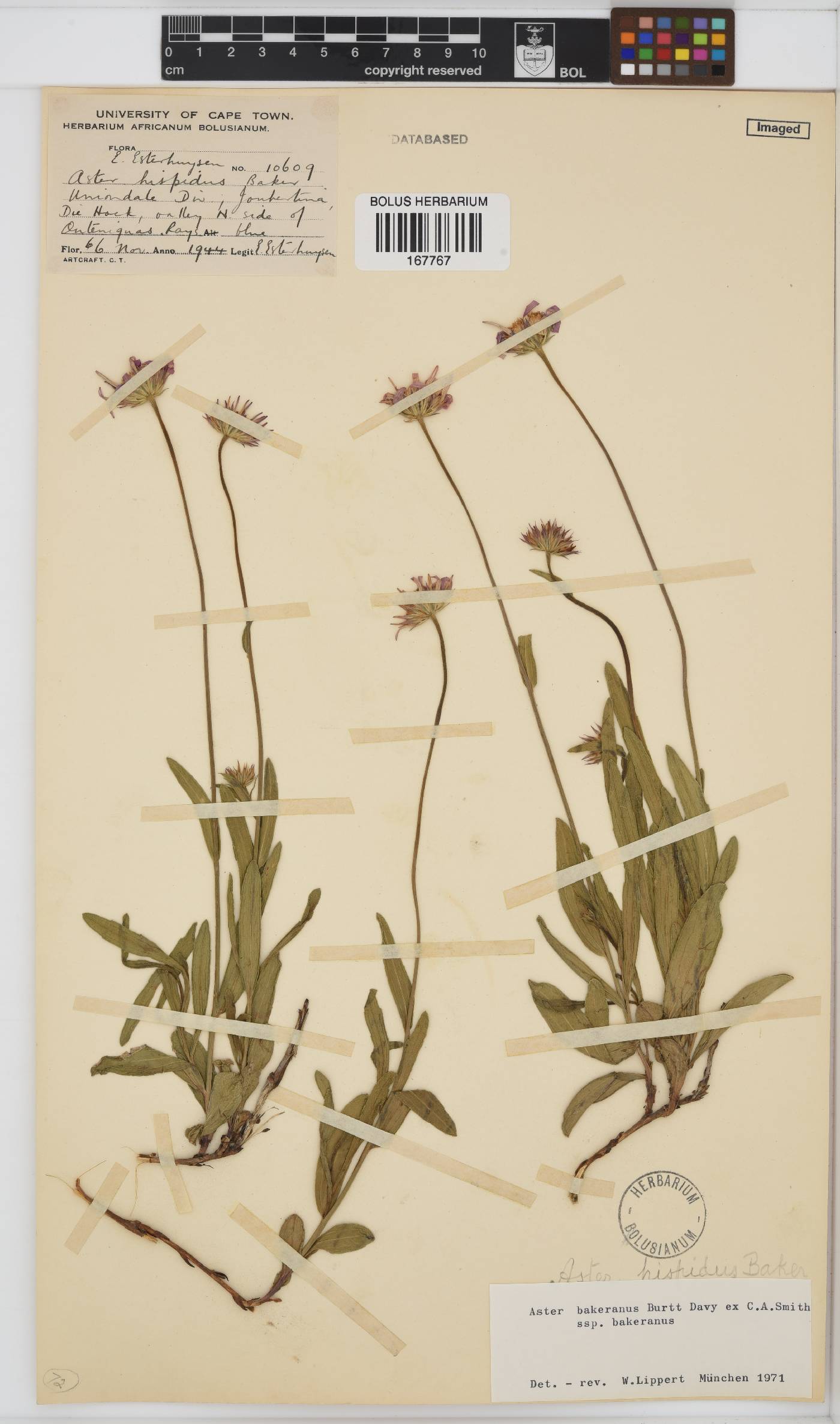 Afroaster hispidus image