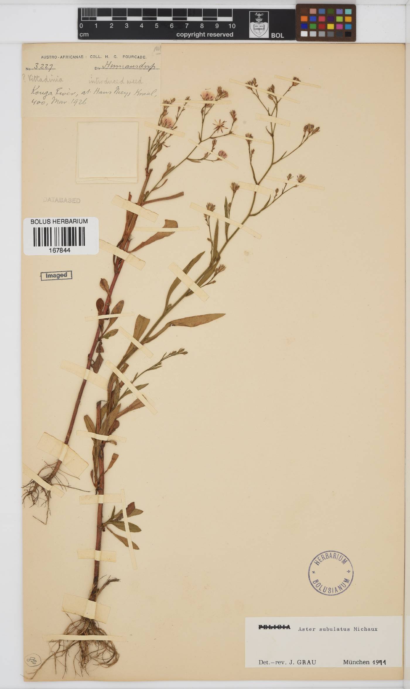 Symphyotrichum subulatum image