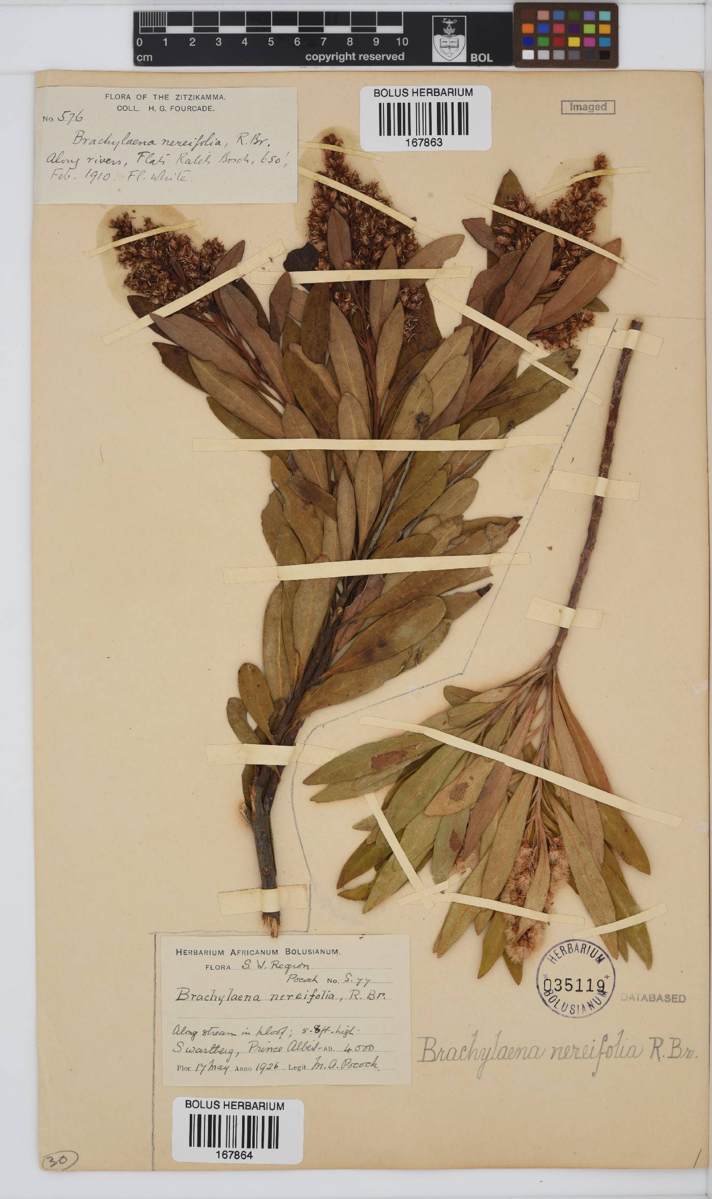 Brachylaena neriifolia image