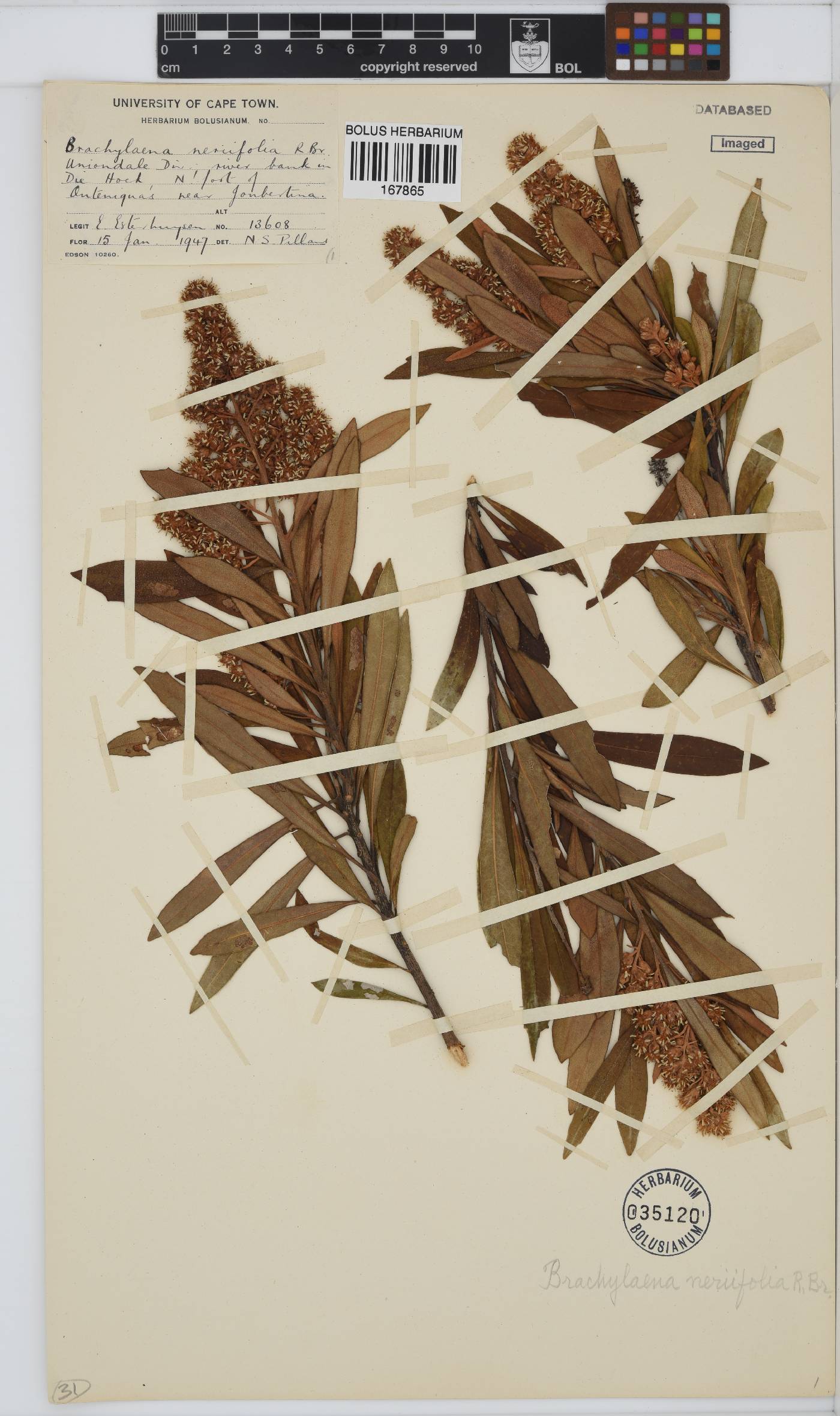 Brachylaena neriifolia image