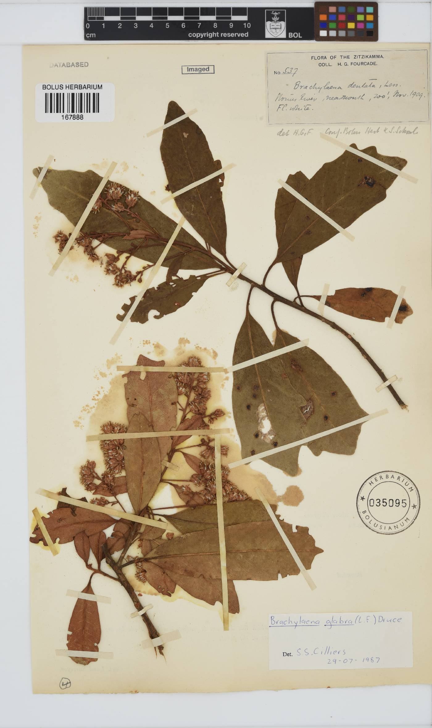 Brachylaena glabra image