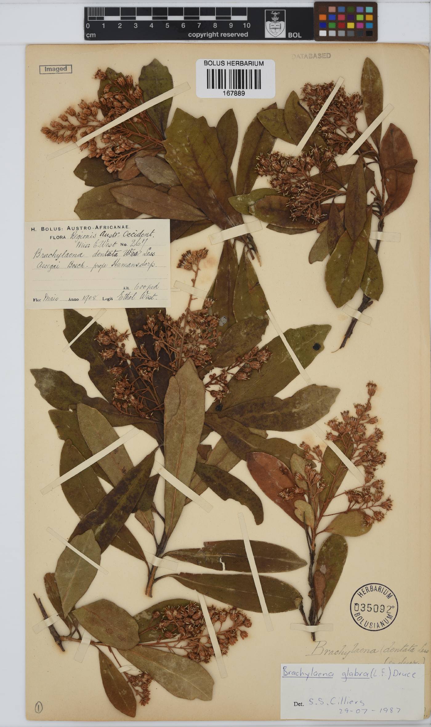 Brachylaena glabra image