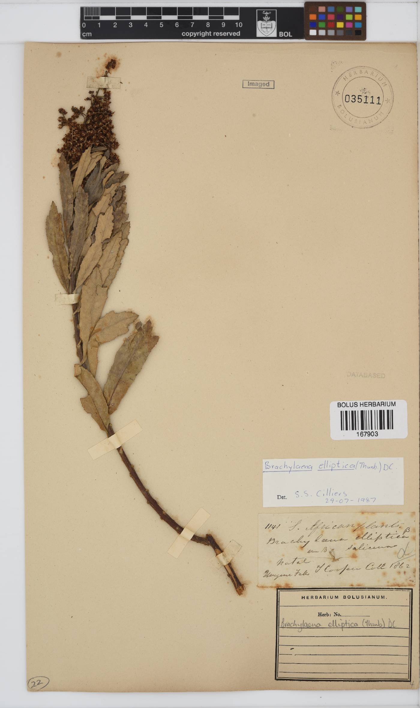 Brachylaena elliptica image