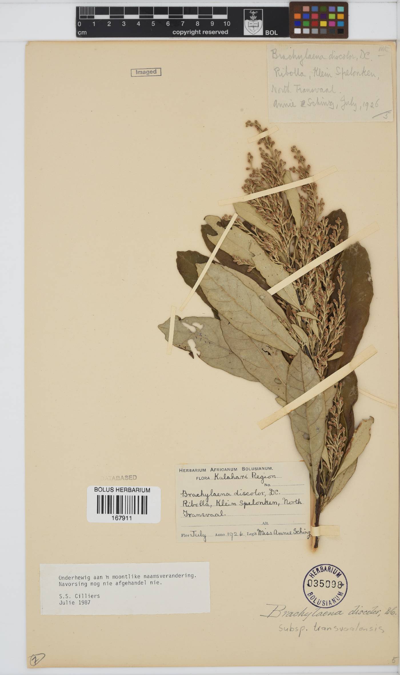 Brachylaena discolor image