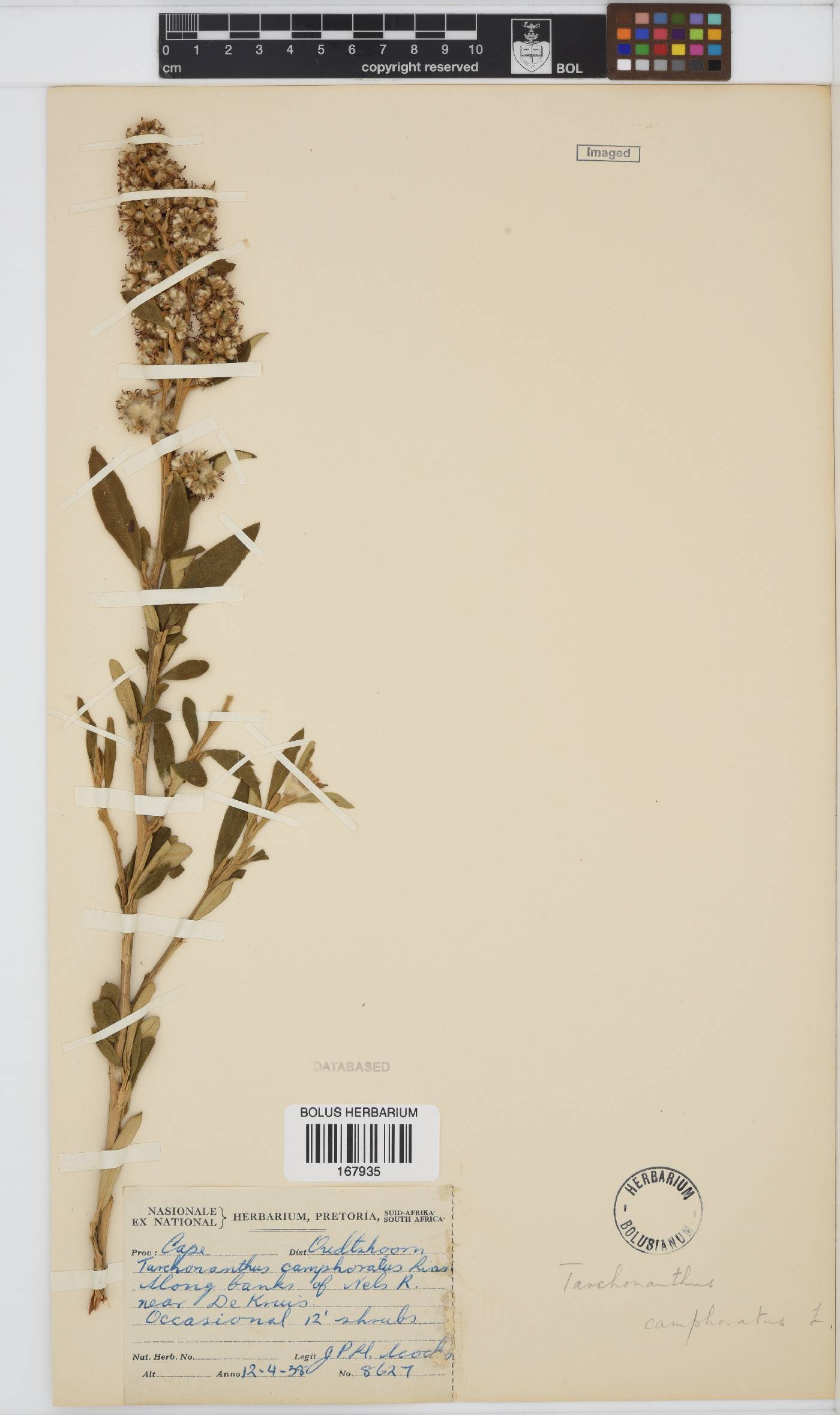 Tarchonanthus camphoratus image