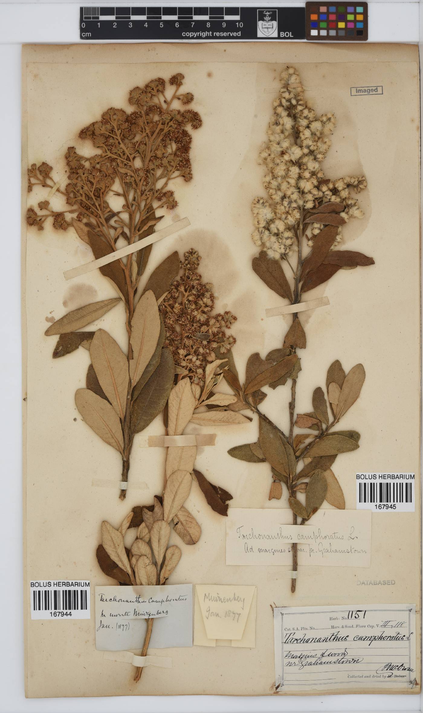 Tarchonanthus camphoratus image