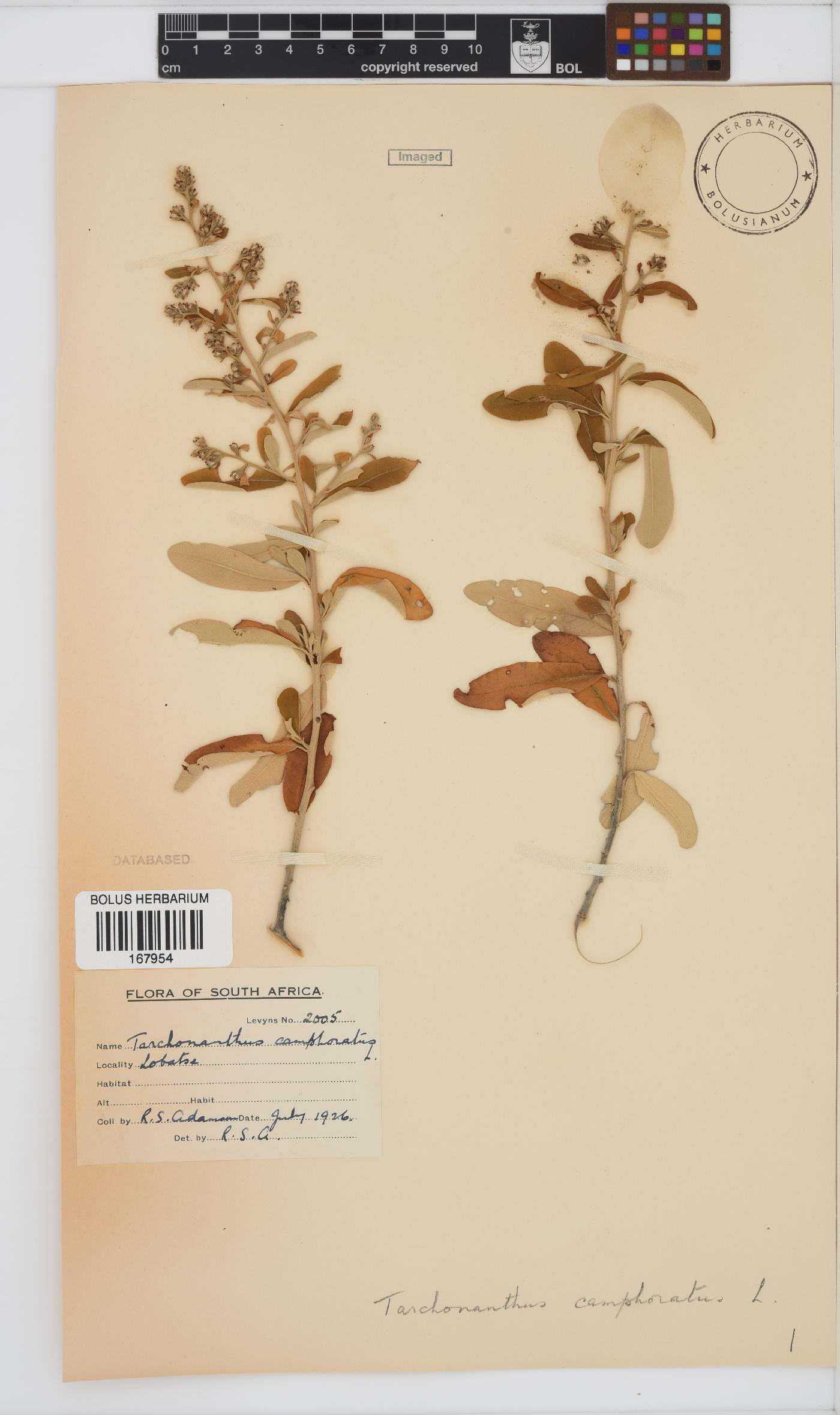Tarchonanthus image