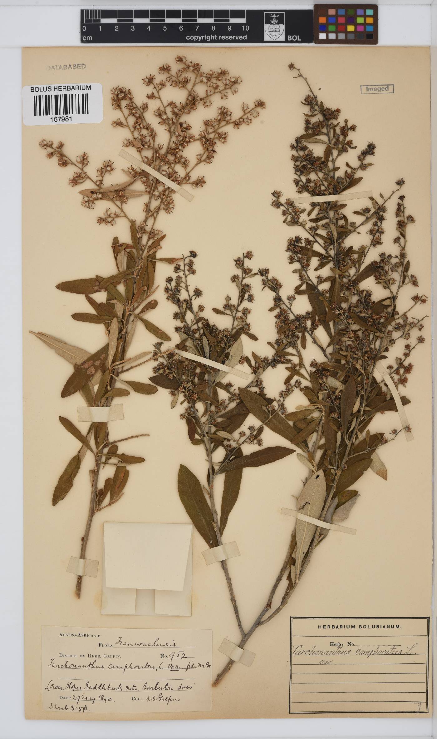 Tarchonanthus camphoratus image