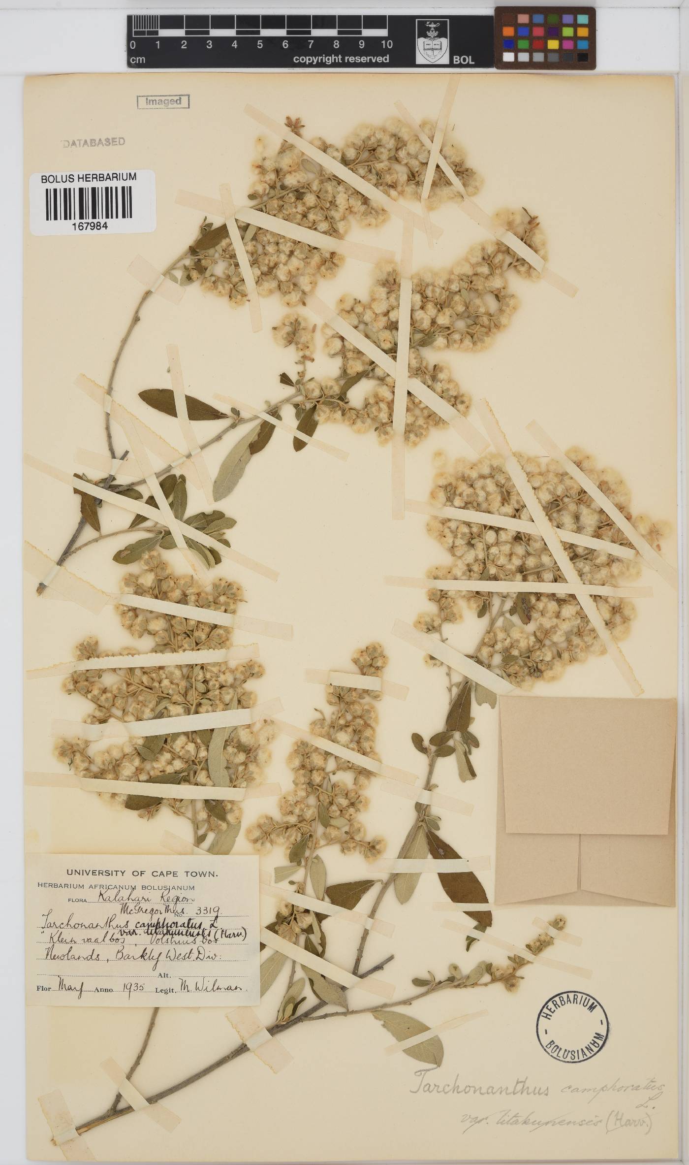 Tarchonanthus camphoratus image
