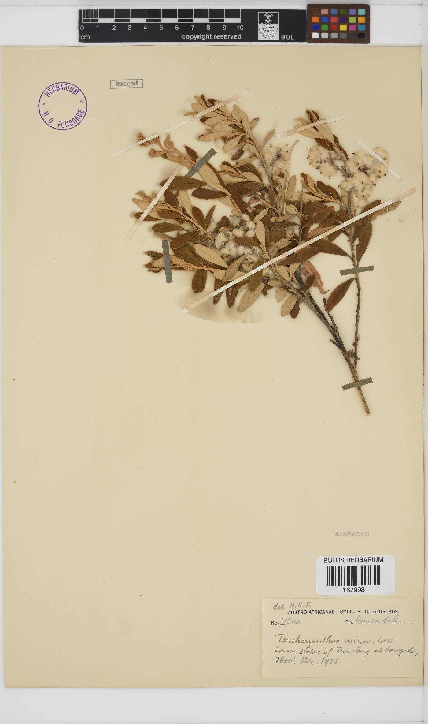 Tarchonanthus camphoratus image