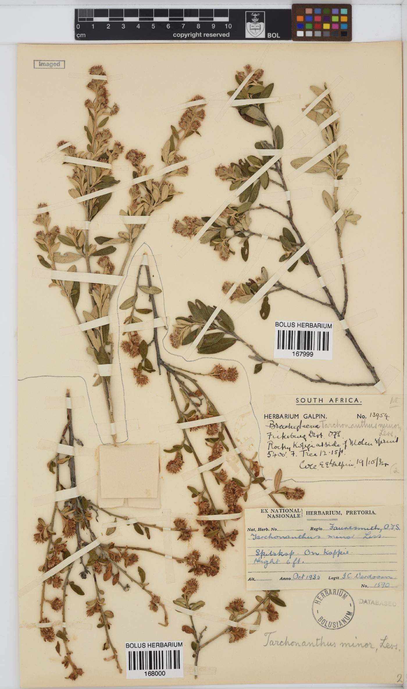 Tarchonanthus camphoratus image