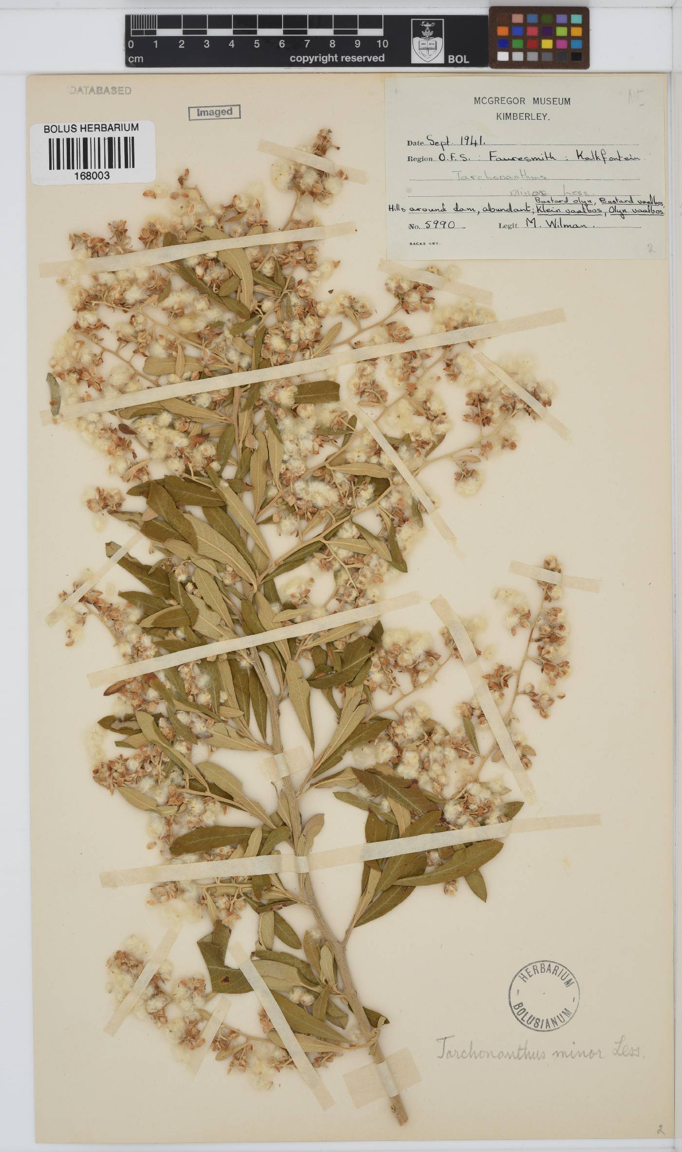 Tarchonanthus camphoratus image