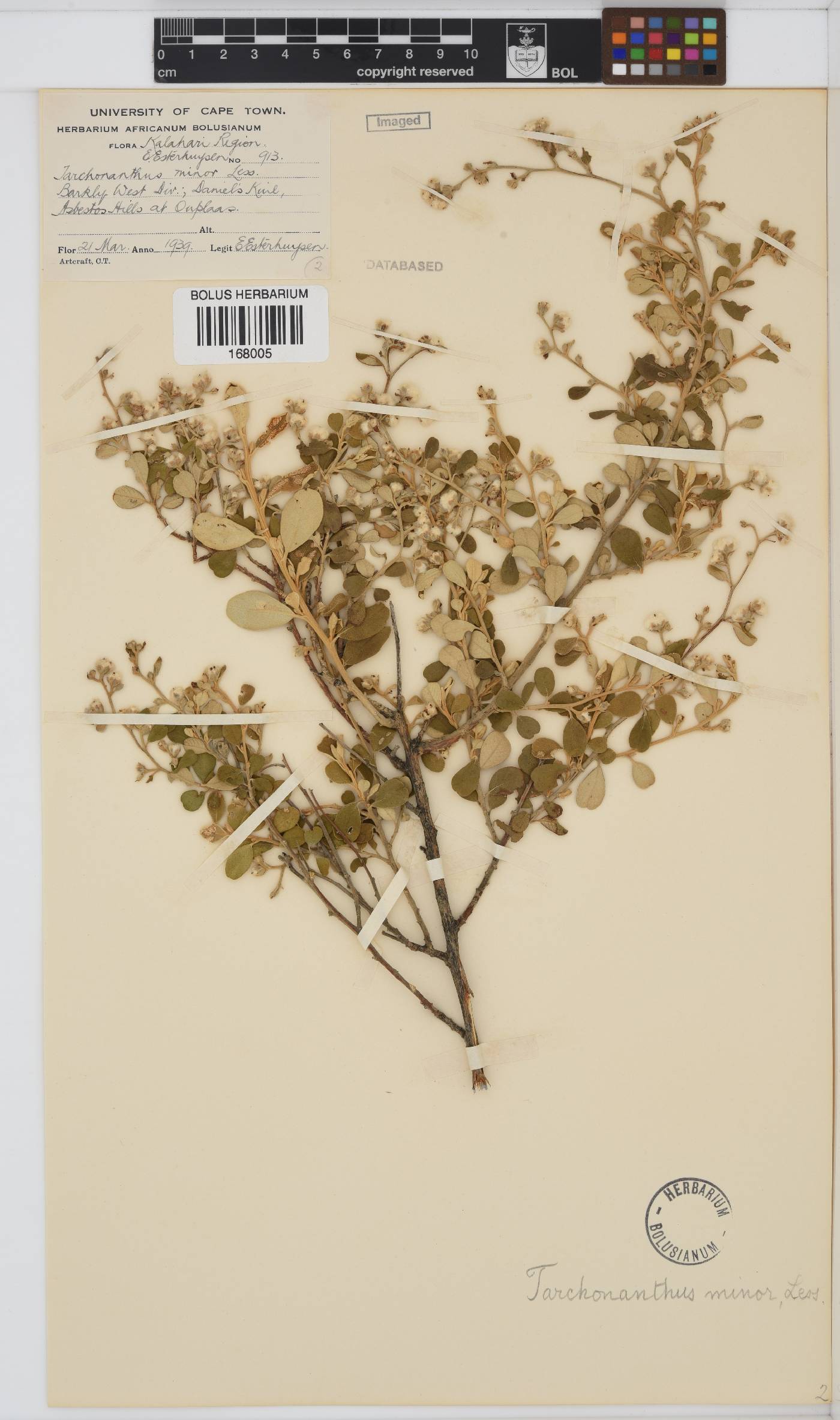 Tarchonanthus camphoratus image