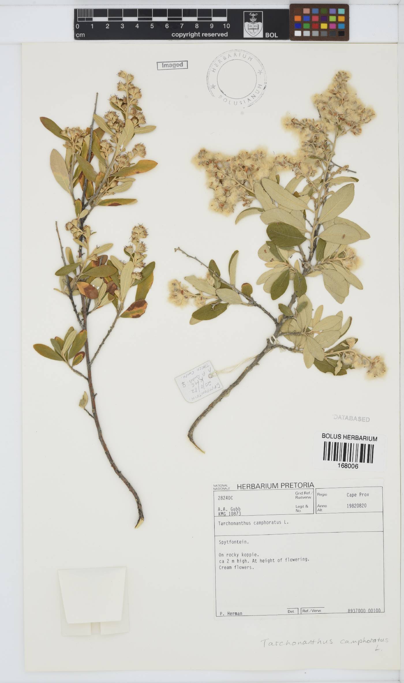 Tarchonanthus camphoratus image