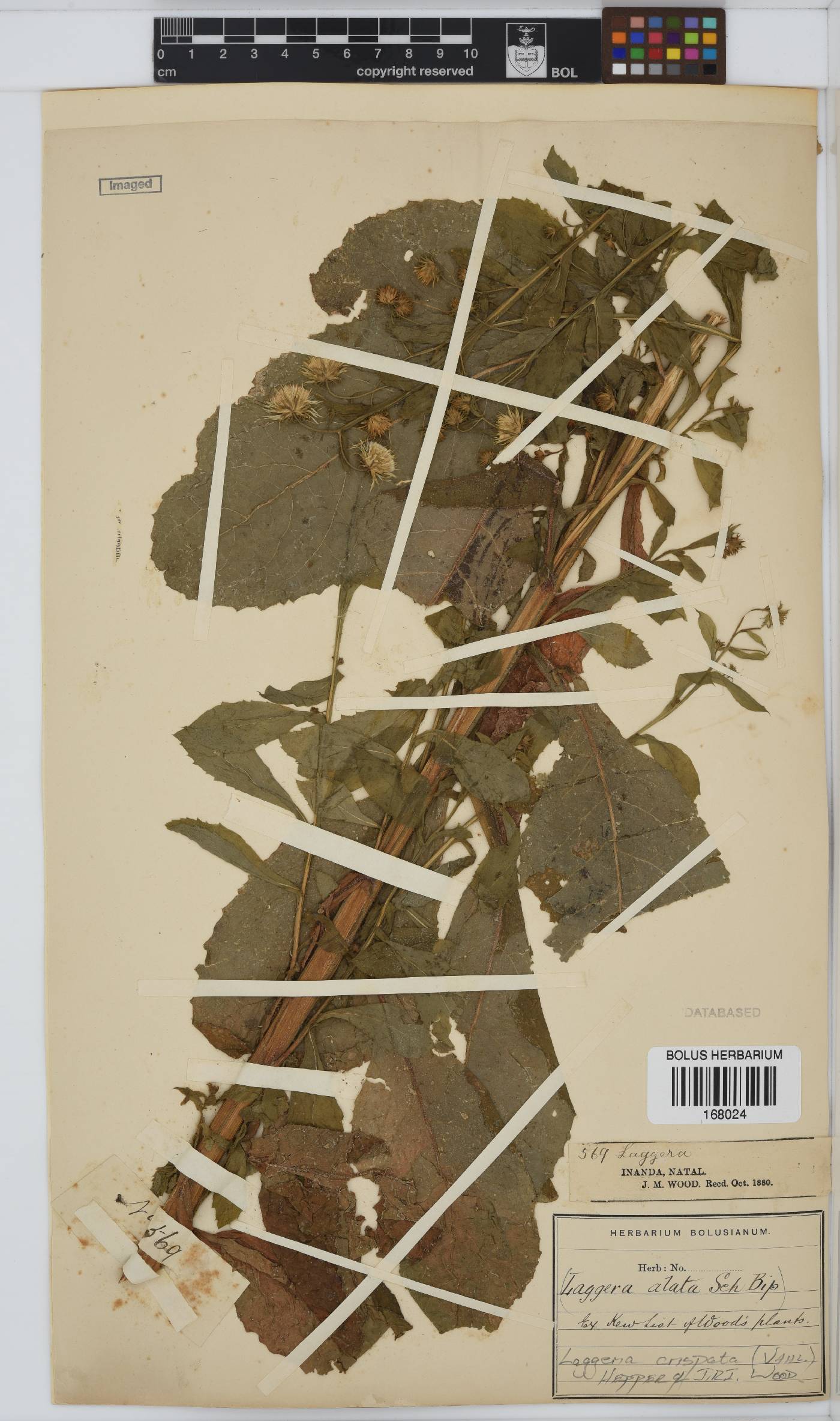 Laggera crispata image
