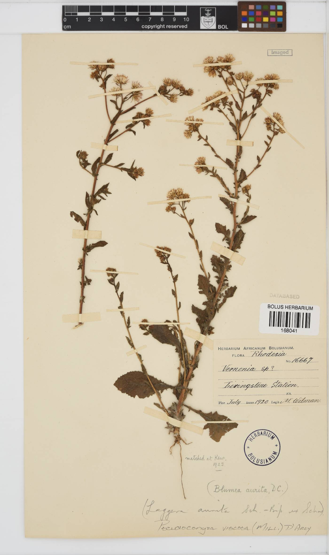 Pseudoconyza viscosa image