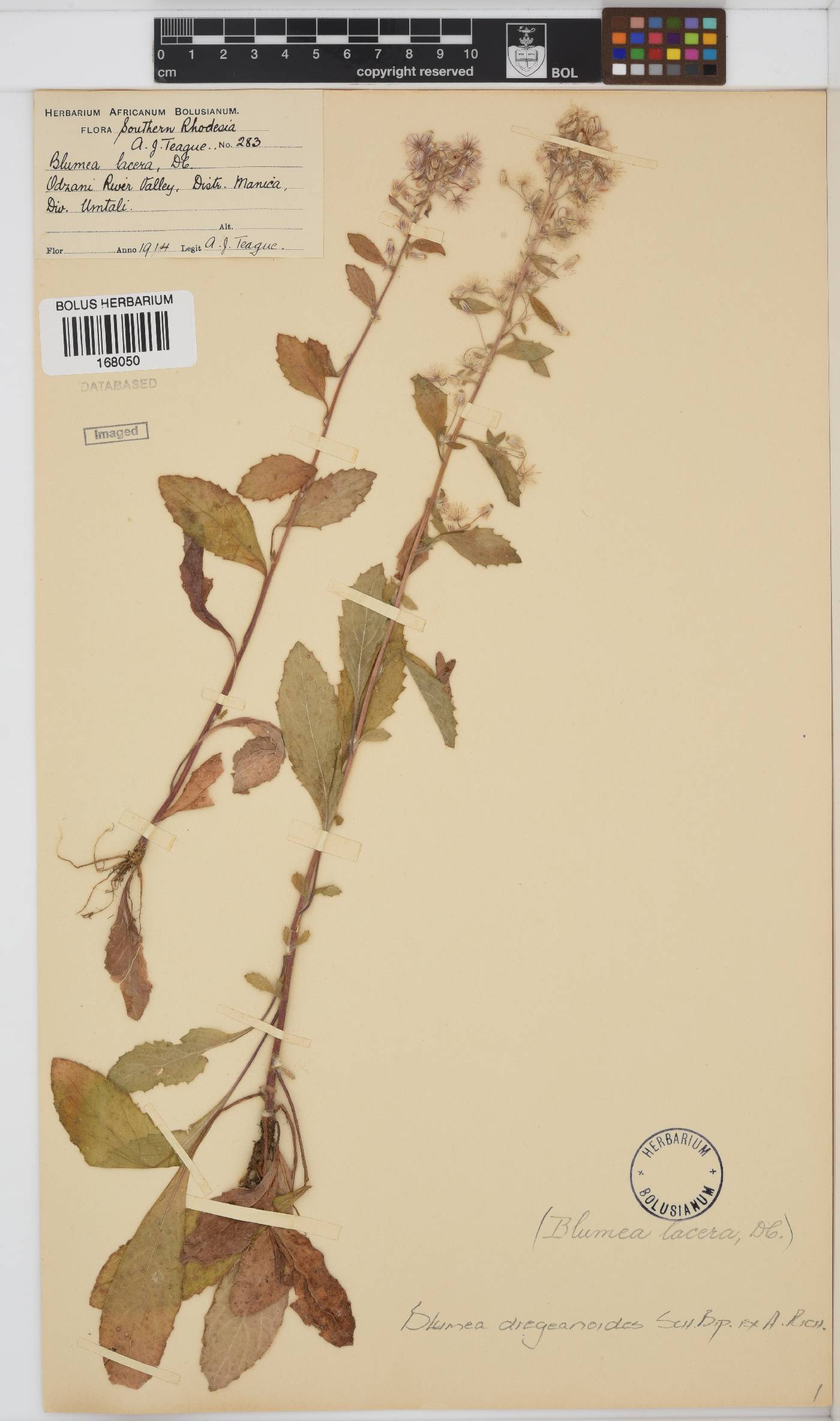 Blumea dregeanoides image