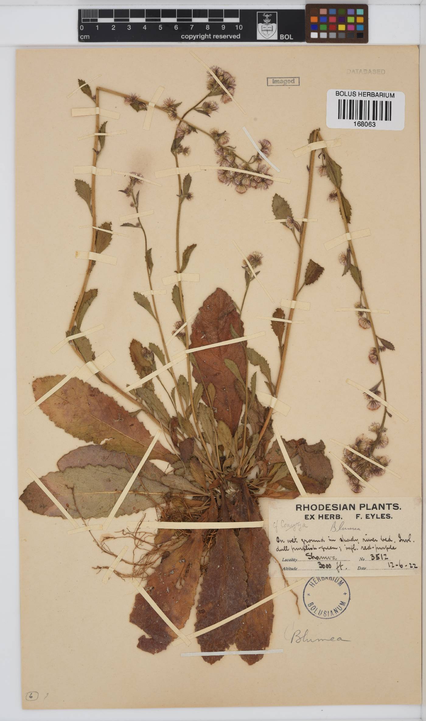 Blumea image