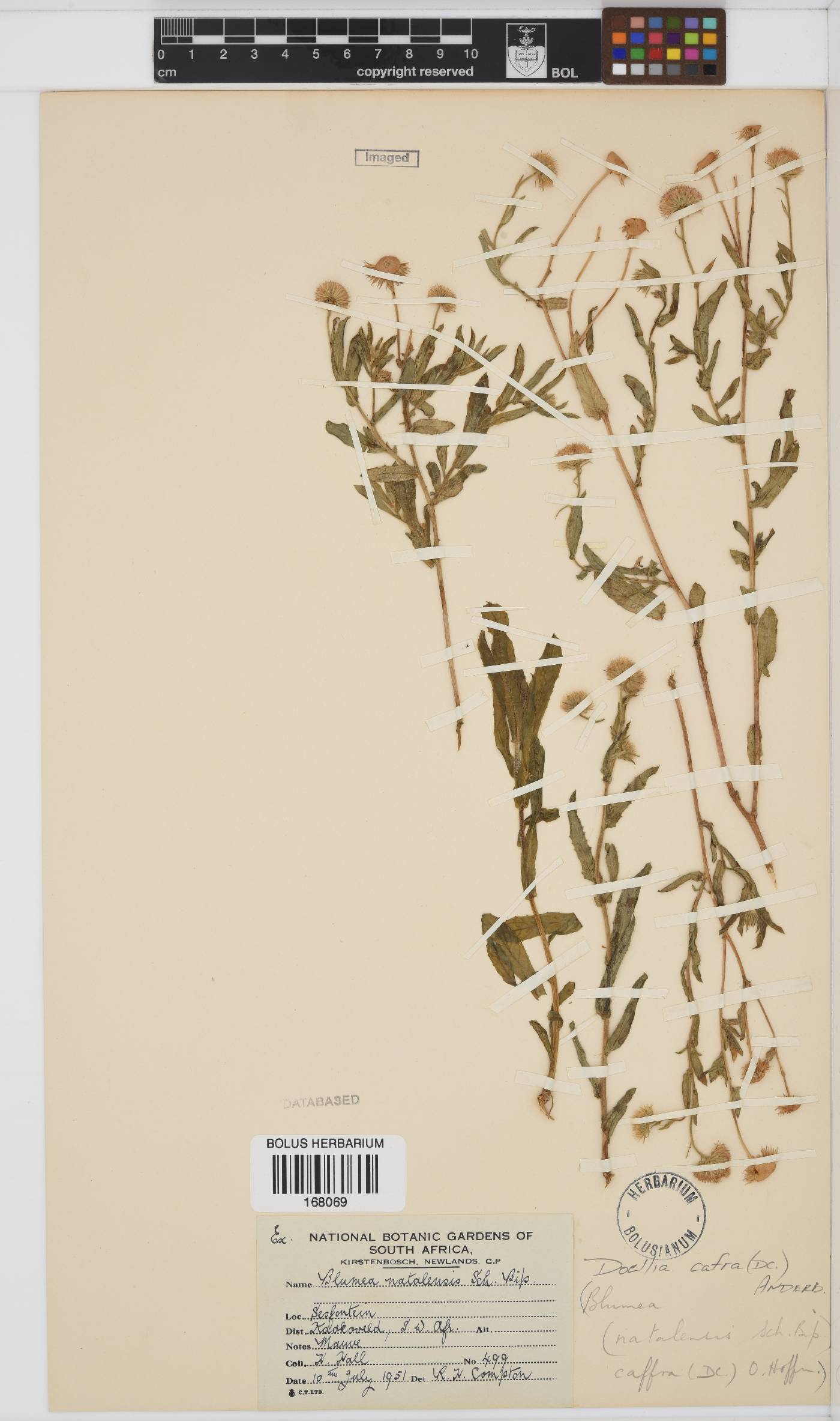 Doellia cafra image