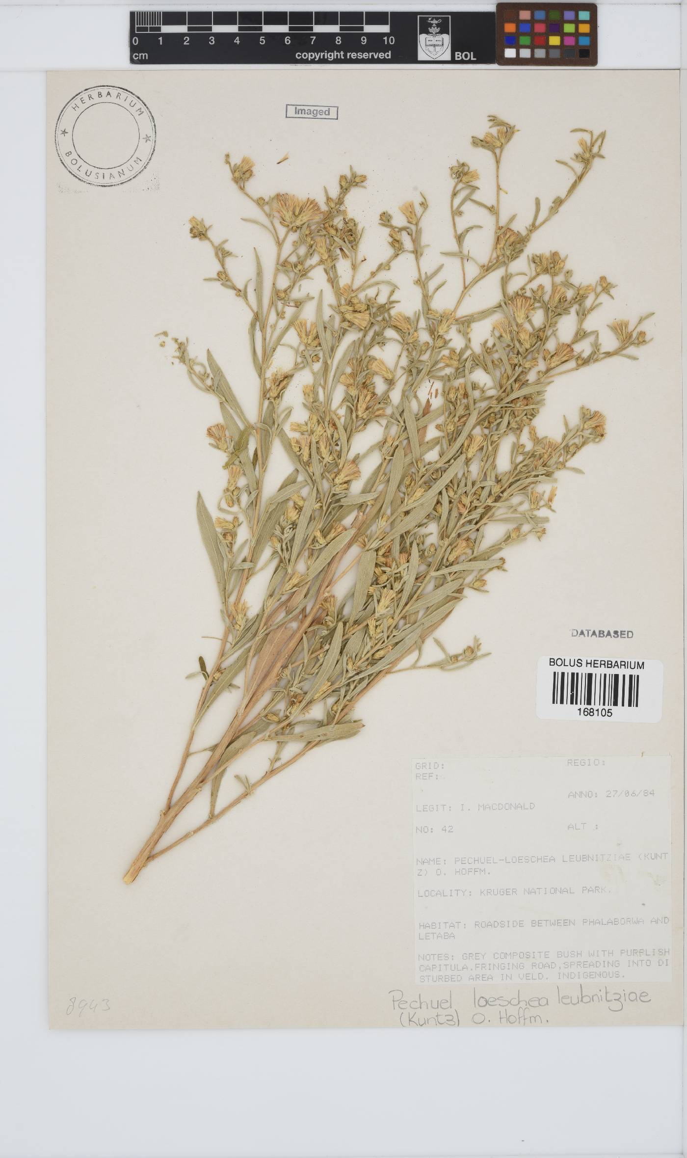 Pechuel-loeschea leubnitziae image
