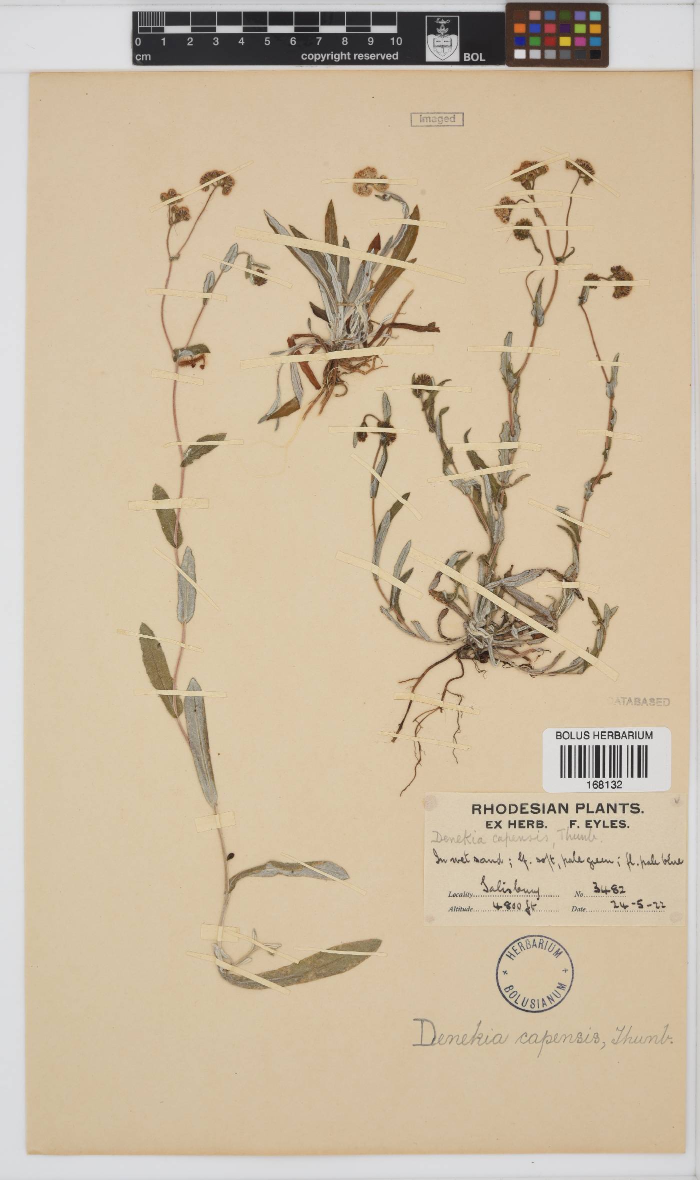 Denekia capensis image