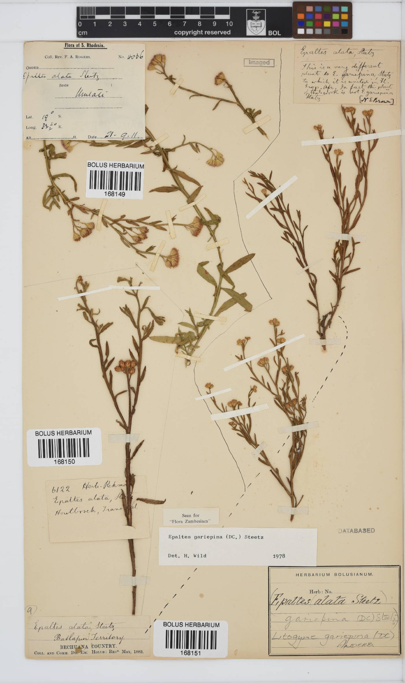 Litogyne gariepina image