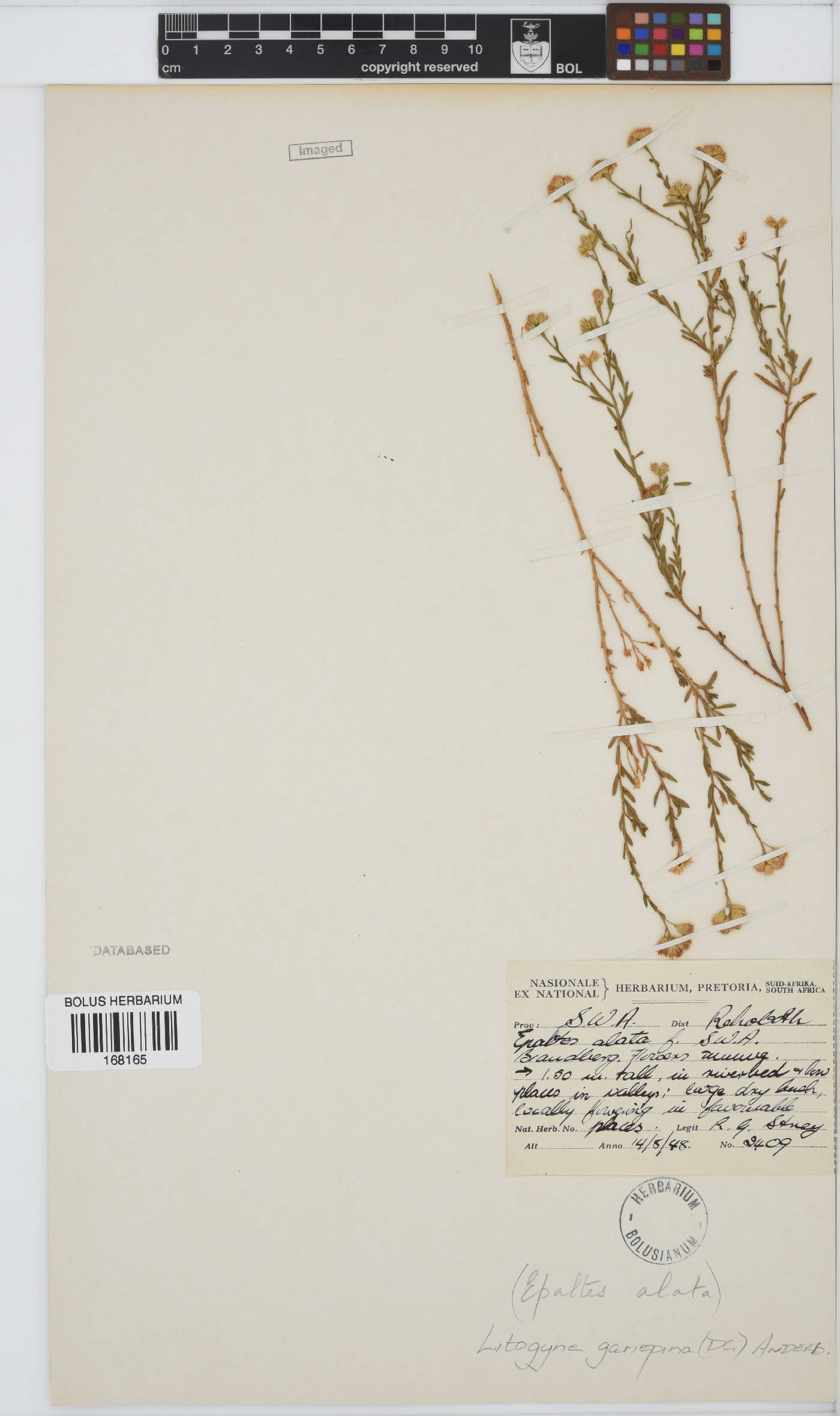 Litogyne gariepina image